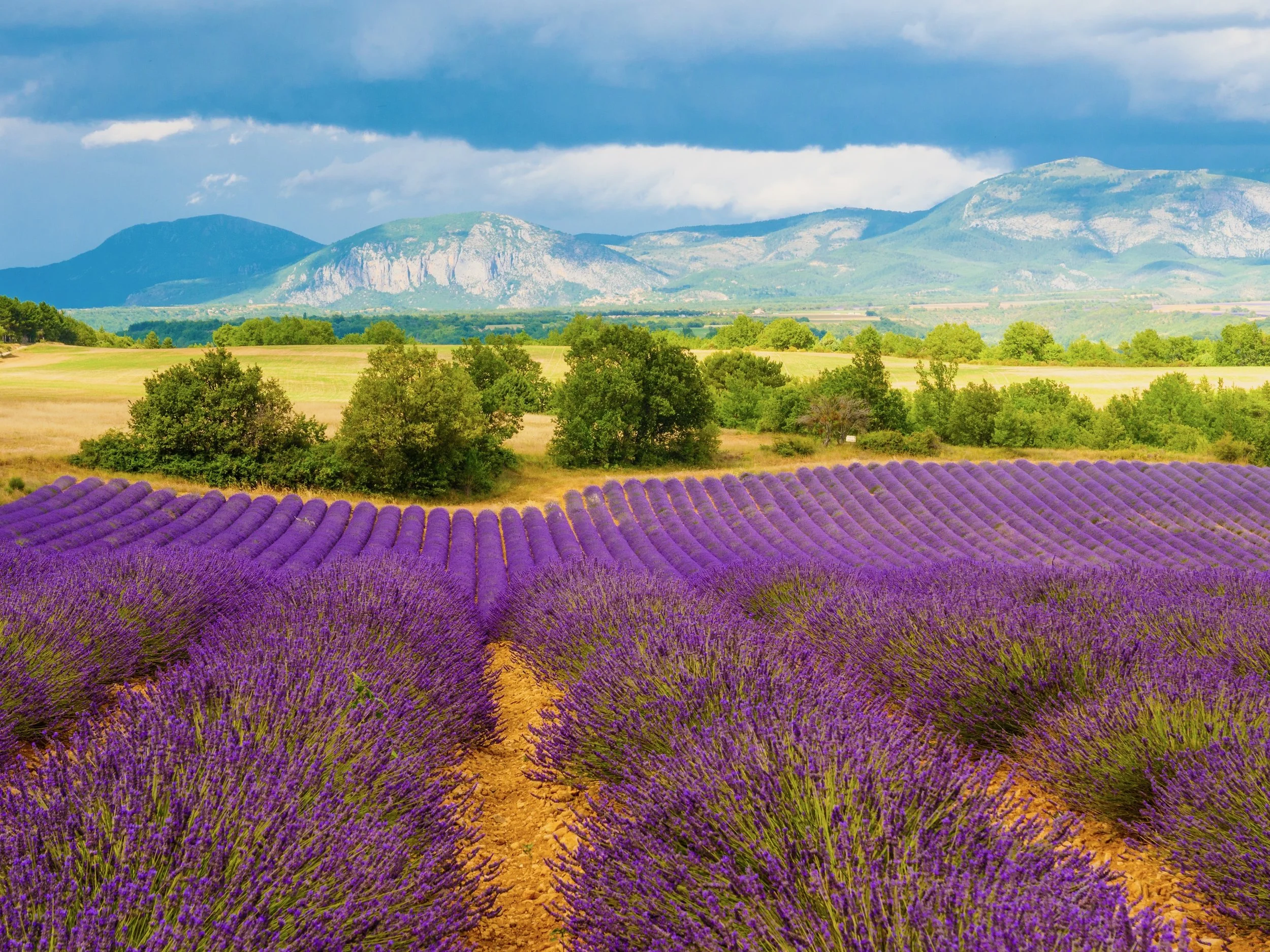Villages and Vineyards in Provence: A Wellness Journey - June 13-20, 2026