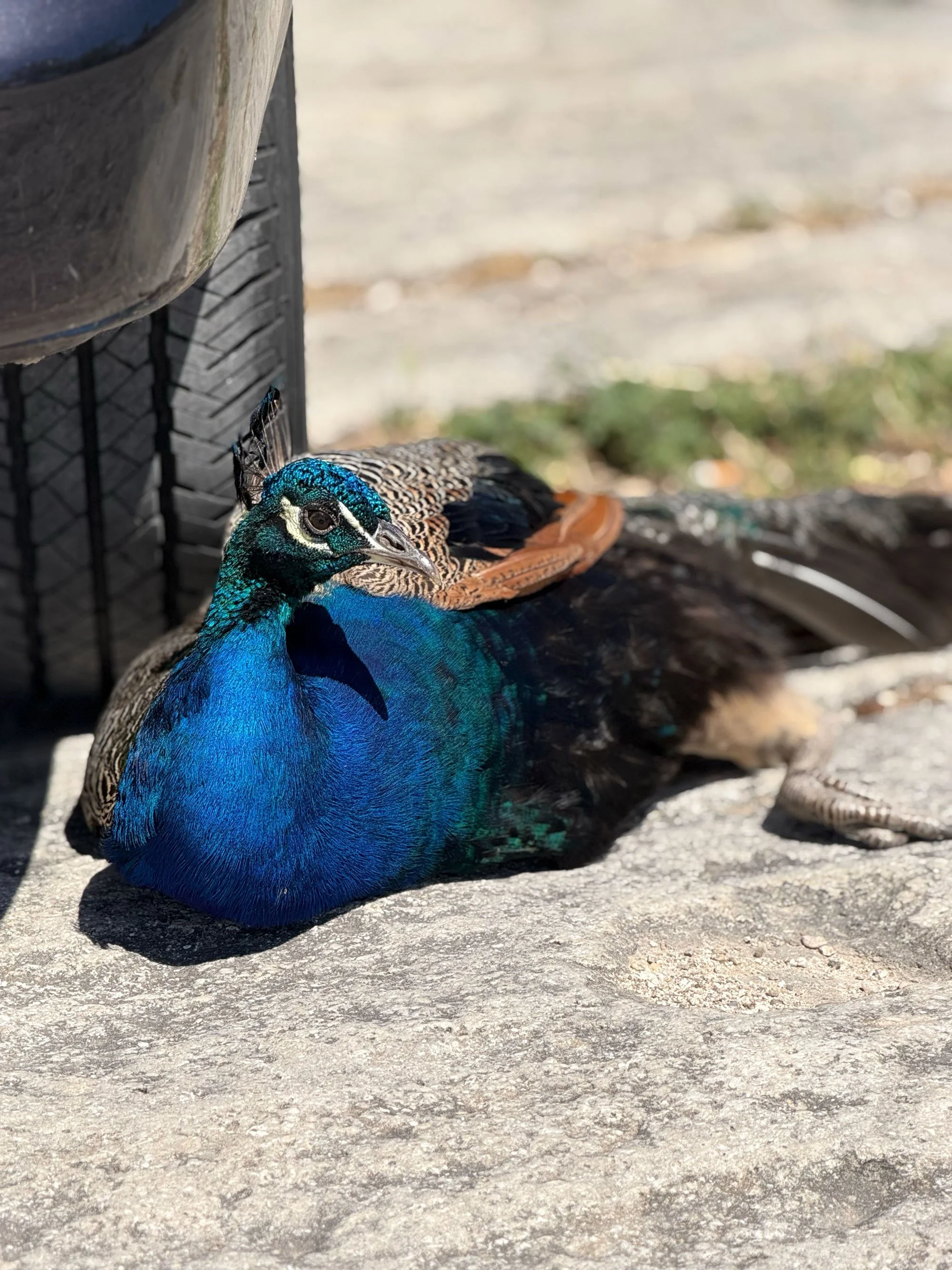 A colorful peacock resting on a concrete surface near a large pot with a black container and a woven basket beside it.