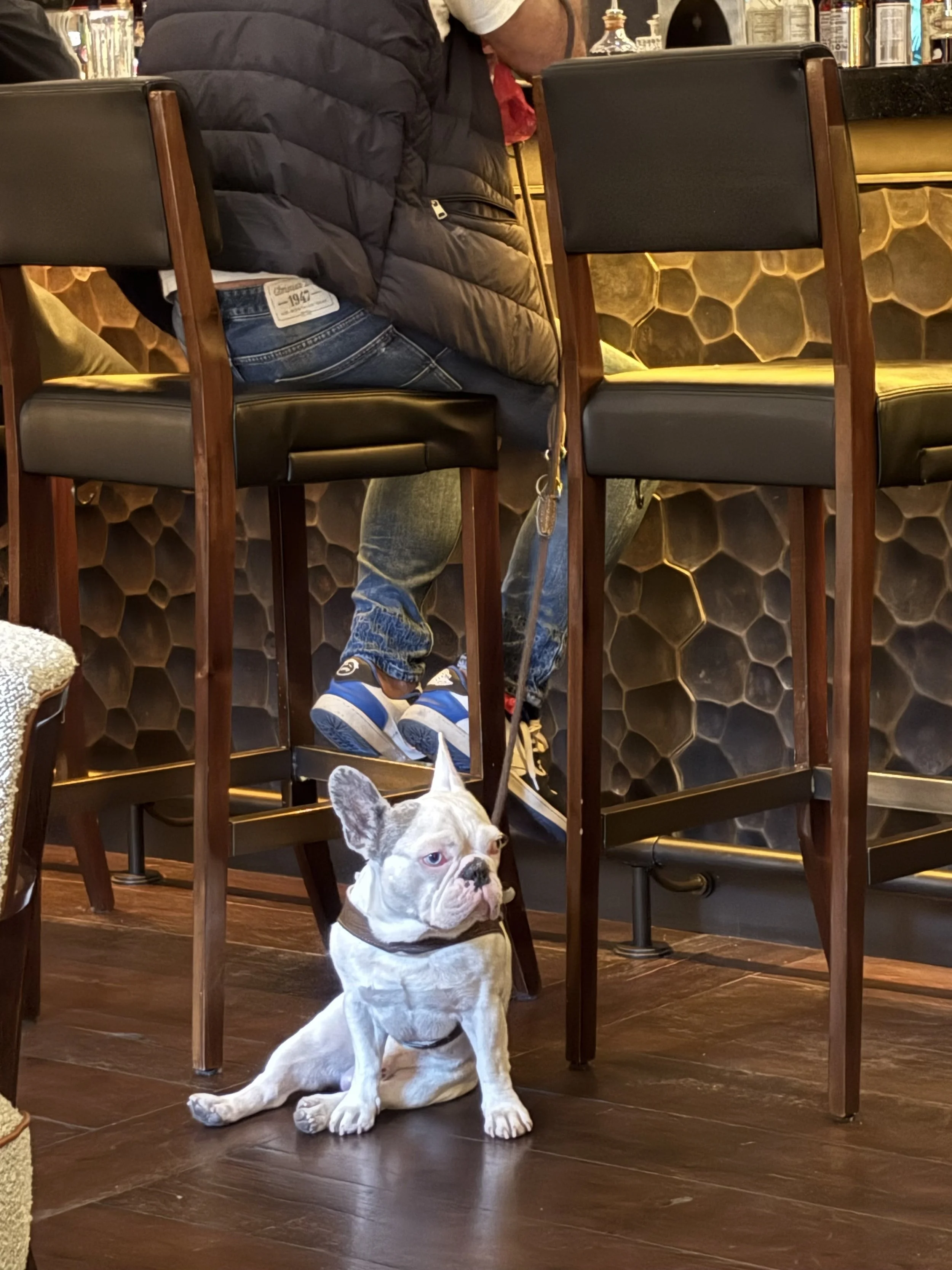 A French Bulldog puppy sitting on a wooden floor in a cafe, leashed, with people sitting at a high-top counter and bar stools behind it.