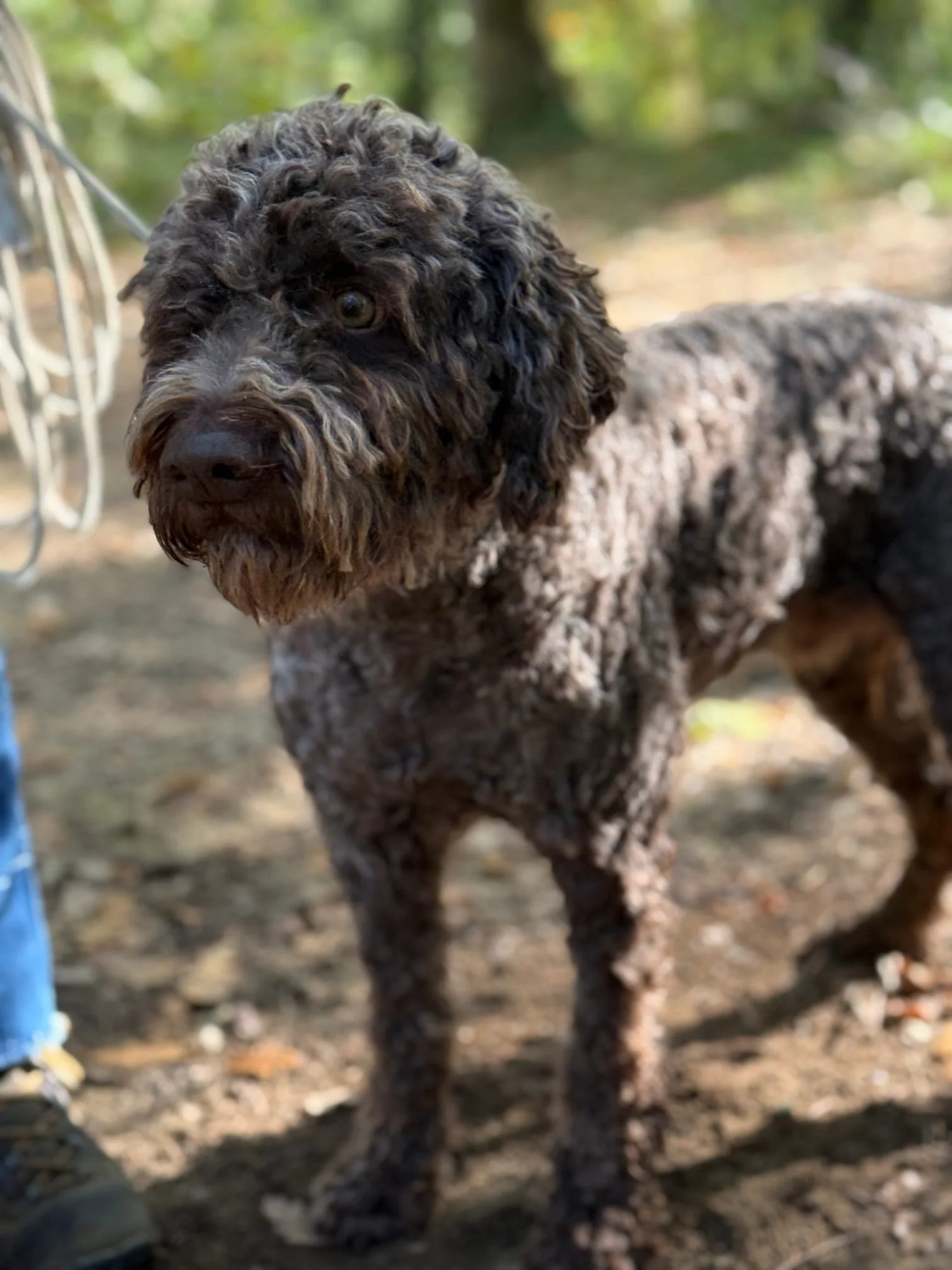 A curly-coated brown and black dog outdoors on dirt ground.