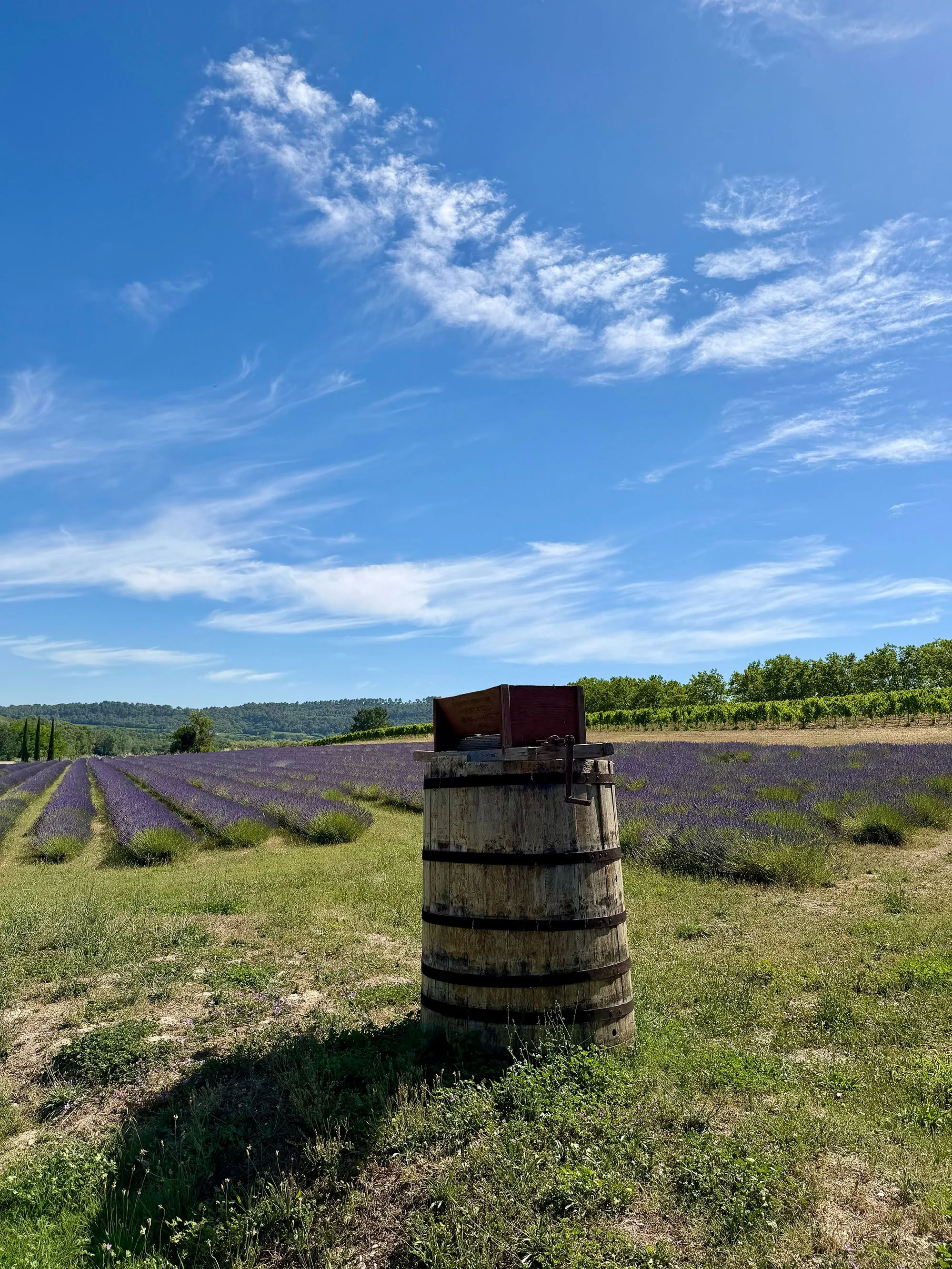 A scenic view of a lavender field with rows of purple flowers, a blue sky with wispy clouds, and green trees in the background. In the foreground, a wooden barrel with a red box on top is visible.