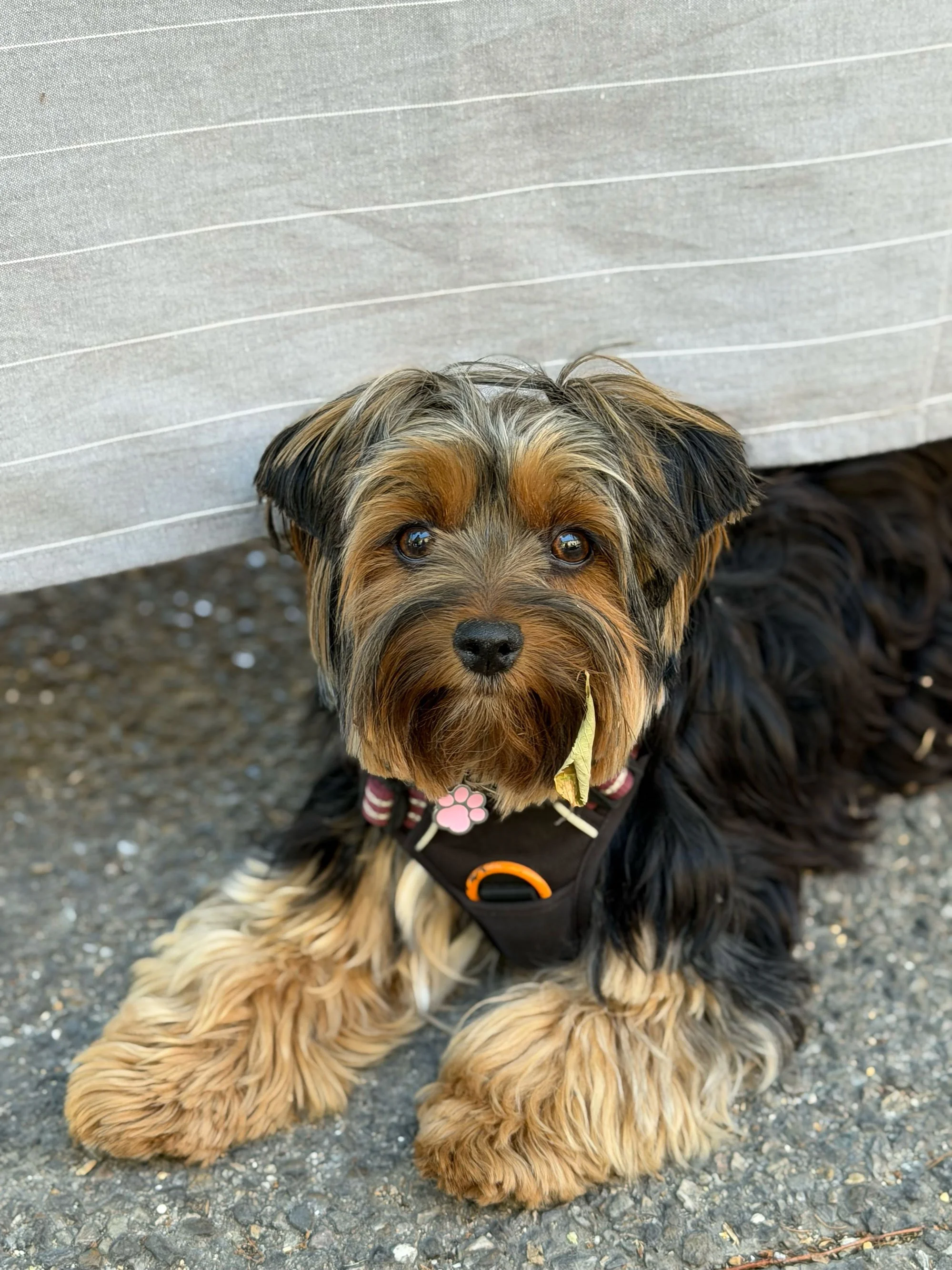 Close-up of a small dog with tan and black fur, lying on a gravel surface. The dog is wearing a harness with a pink paw print tag and a yellow leaf-shaped tag, and appears to be looking up at the camera with big, expressive eyes.