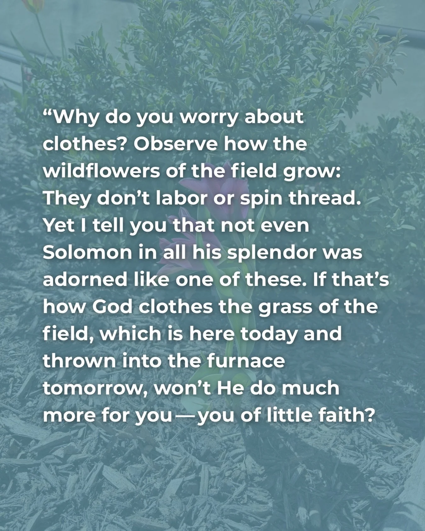 If God makes the flowers beautiful, and the grass flourish, He&rsquo;ll watch over you too.