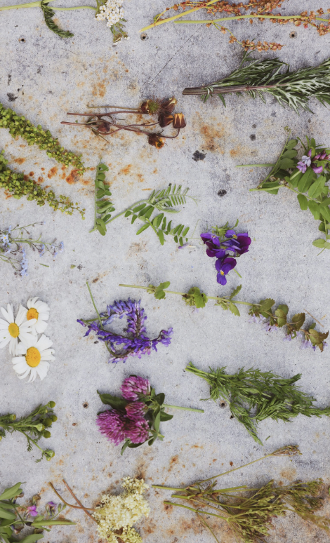 Kurs i ville vekster