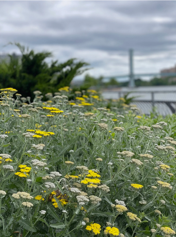 Clean-up: Riverkeeper Sweep/I Love My Park Day with EsplanadeFriends