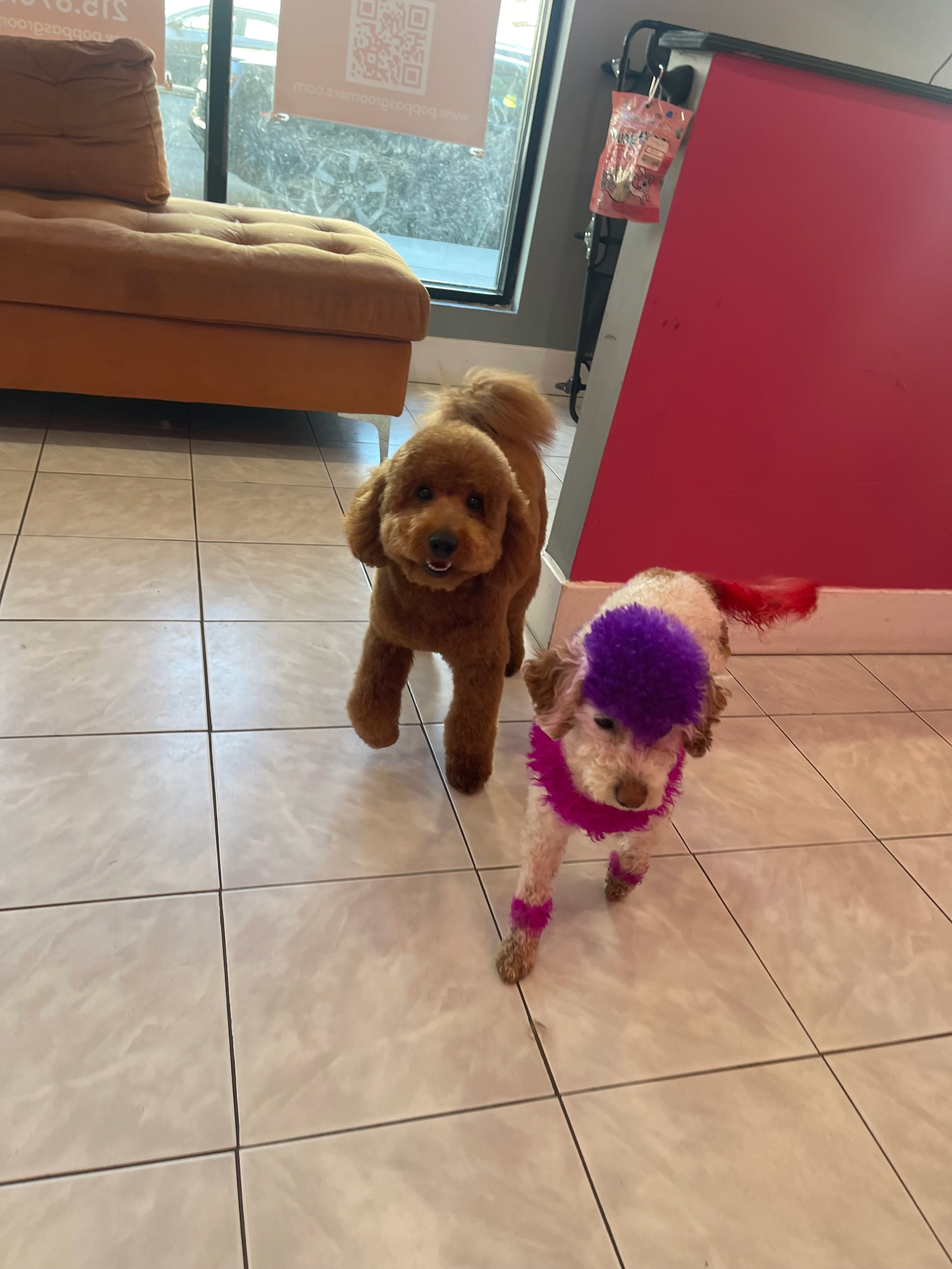 GROOMING-PHILADELPHIA BEST GROOMING-DOG DAYCAREIMG_3659.png