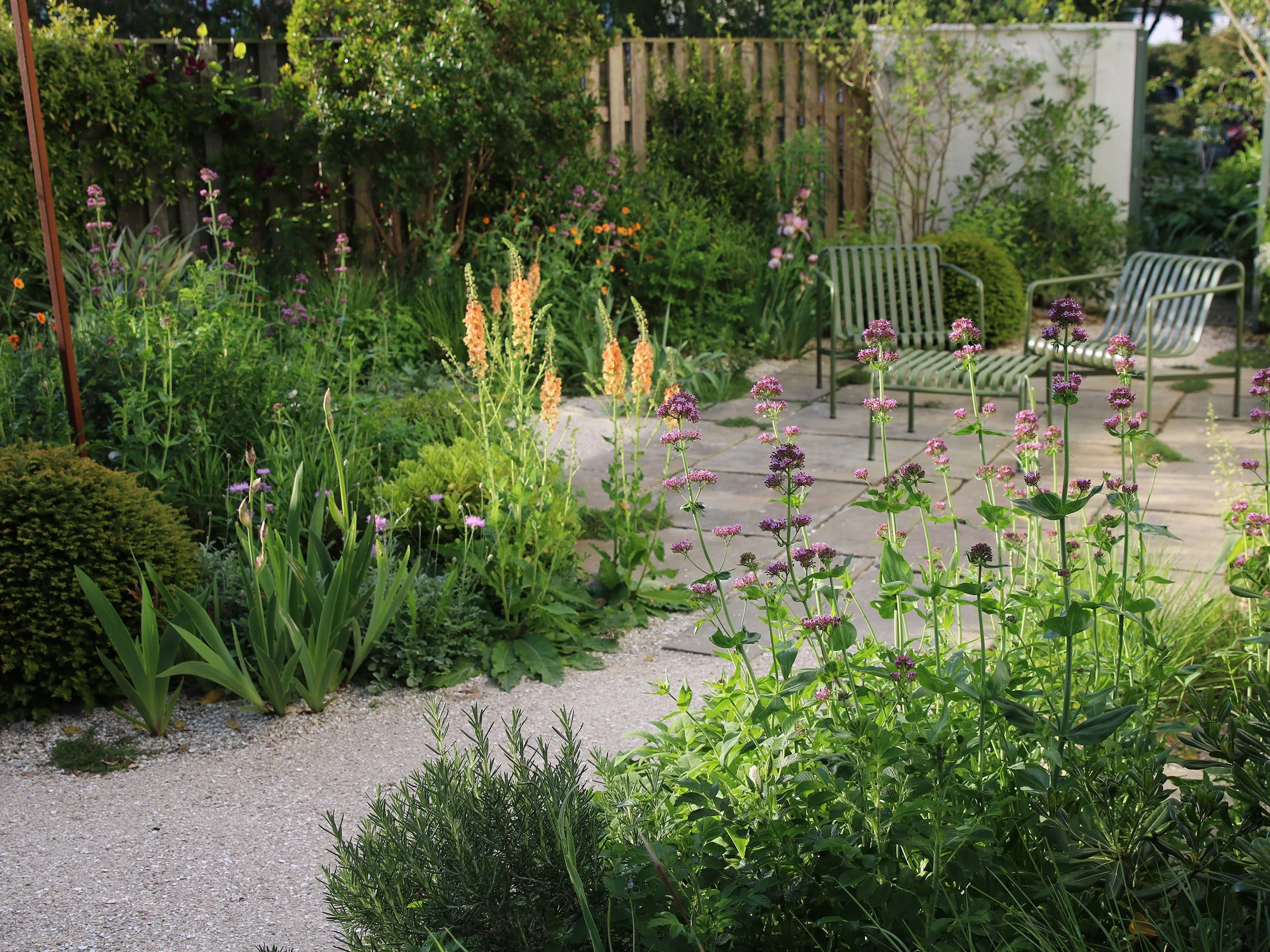 Late afternoon sun catches the Verbascum in this town-house gravel in Rye and captures the calm lounge-seating area.