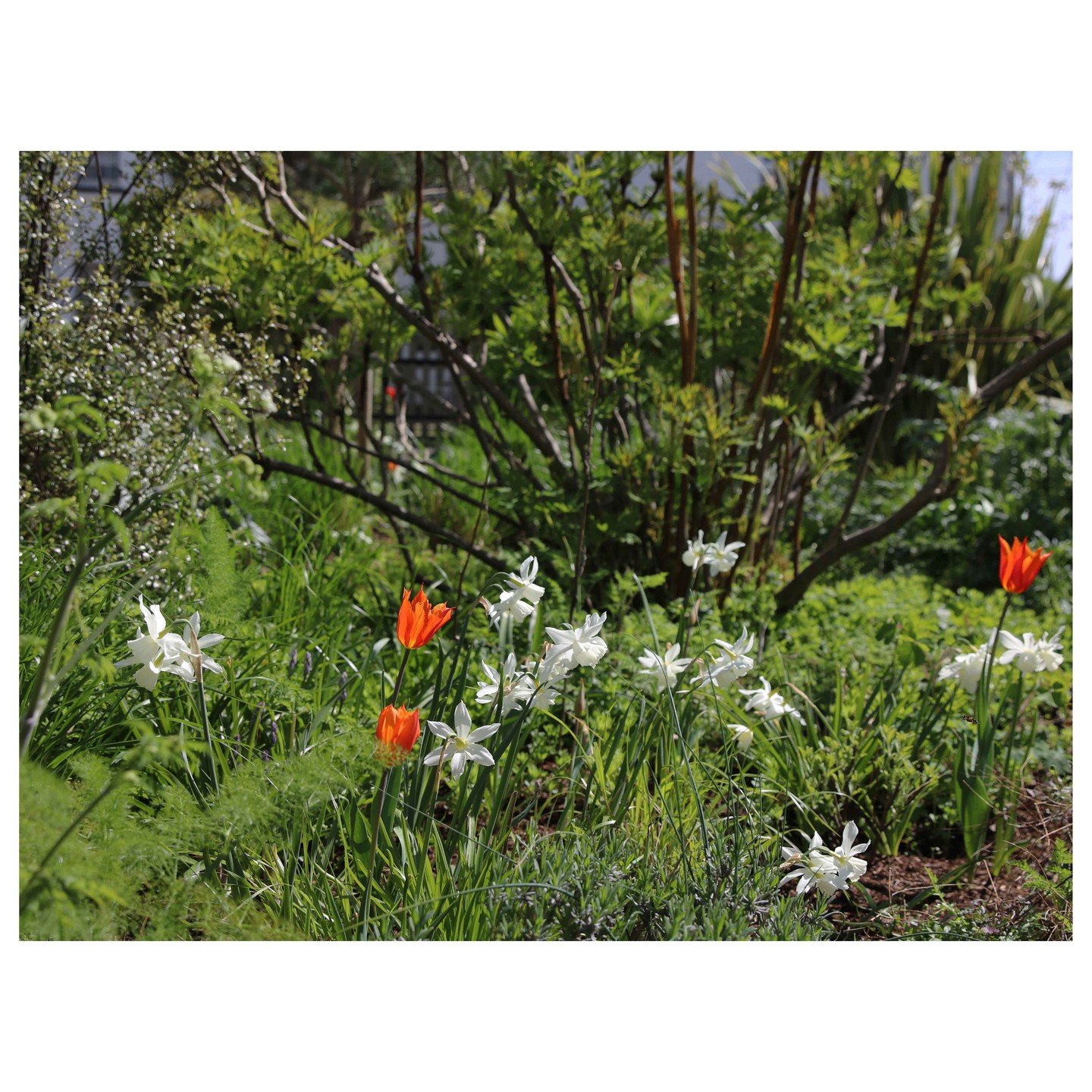 Is it. Isn&rsquo;t it &ndash; The weather this year has been a story of opposites. Some lovely sunshine, a lack of rain with some arctic winds. The plants haven&rsquo;t quite known where they are. Spring blossom and tulips are here. But by the temper
