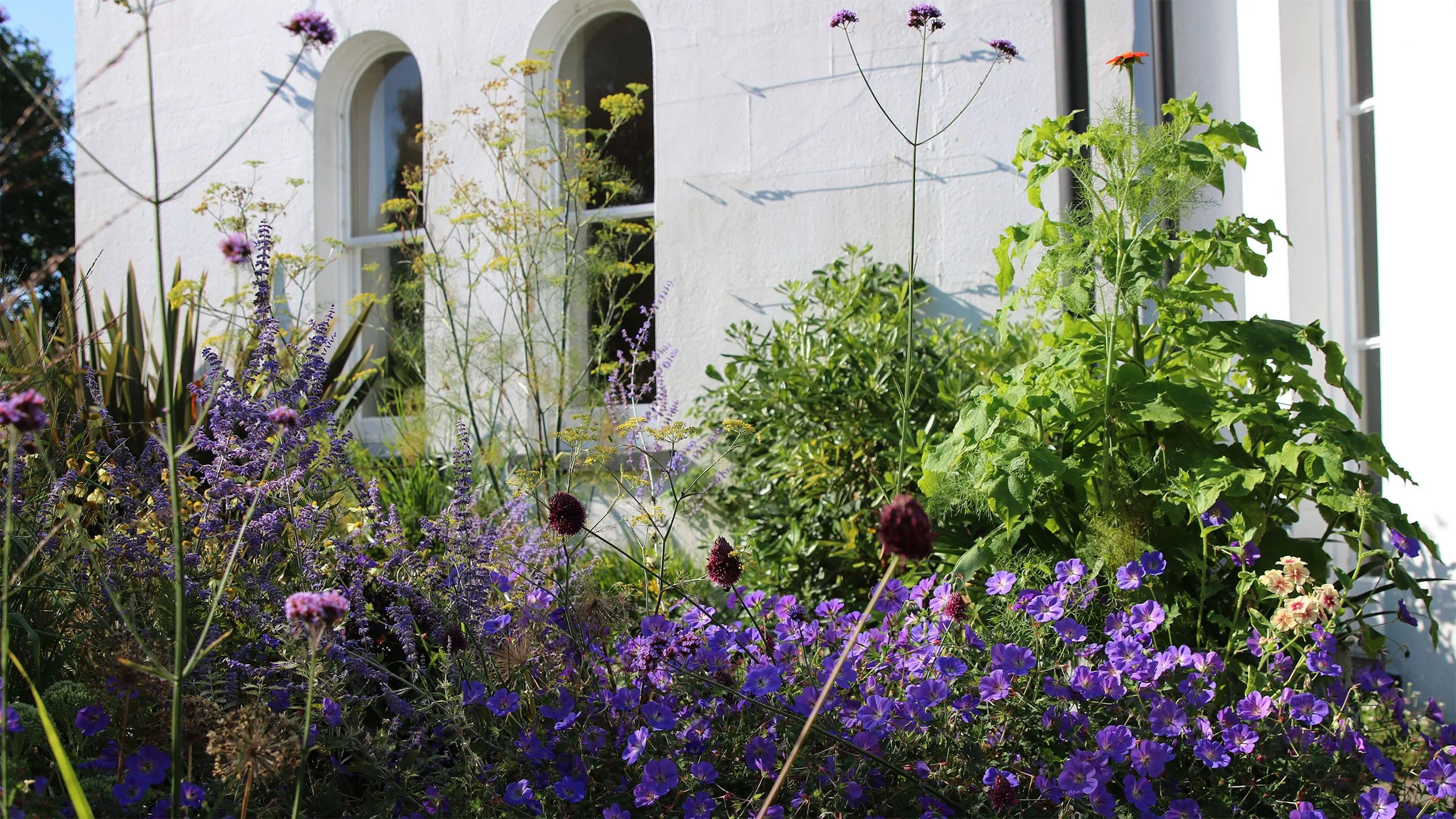 Geranium full flowIMG_8293.jpg