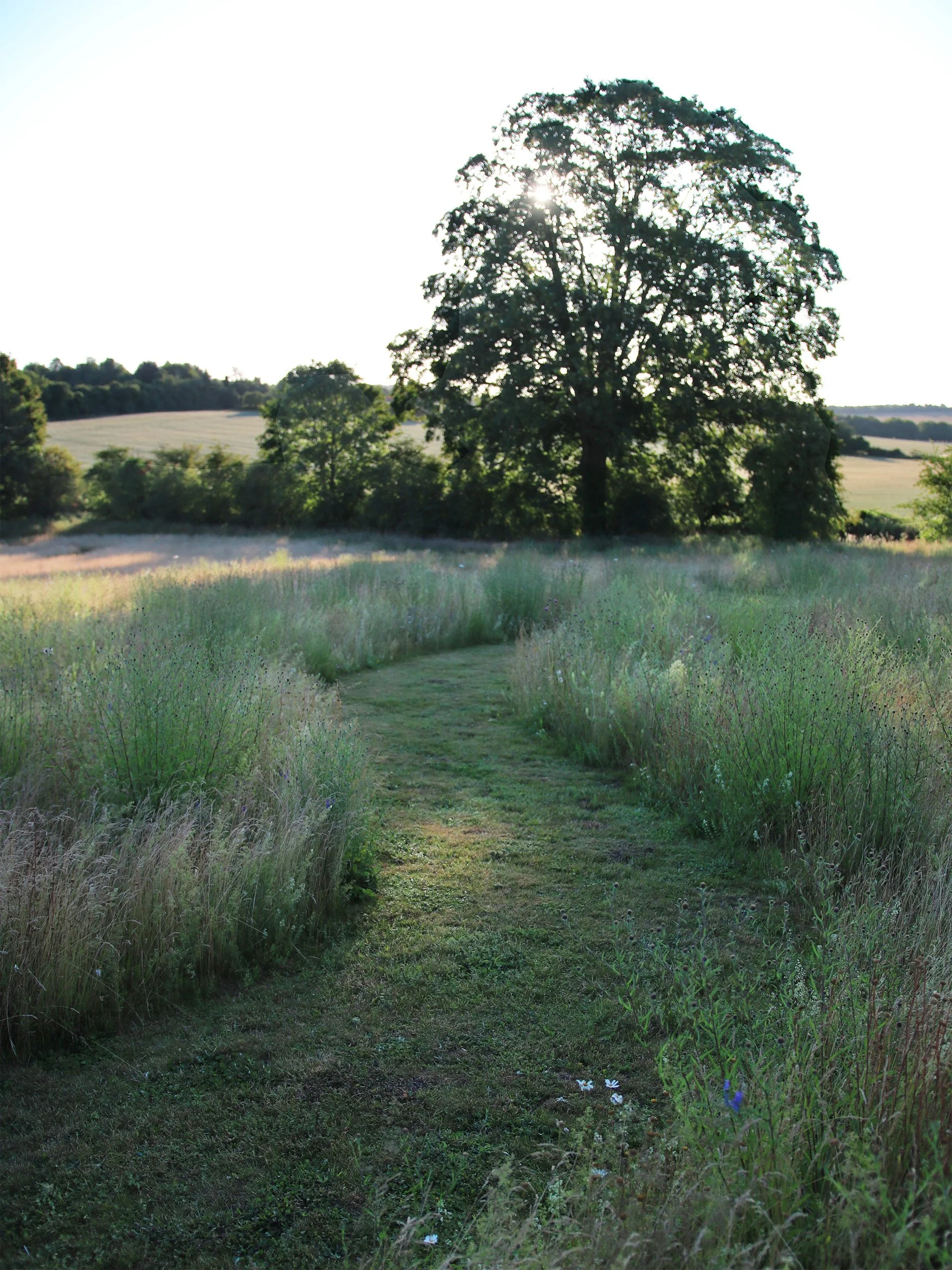 Paths wind their way through the meadow. By mid-summer Common Knapweed is dominant before wild carrot takes over in late-summer.