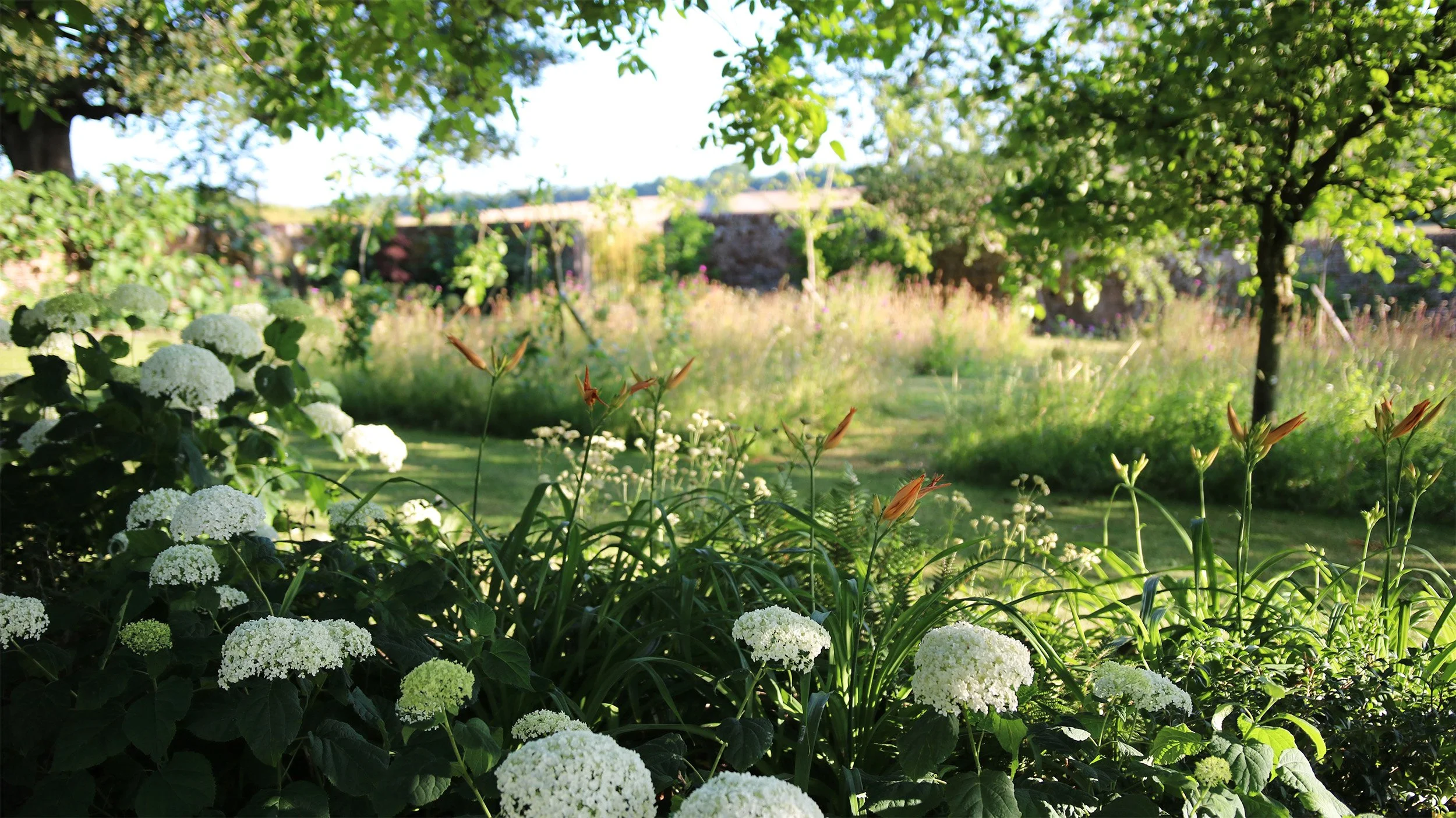 Hydrangea Annabelle and Day lillies under the trees seperate the main lawn from the orchard.