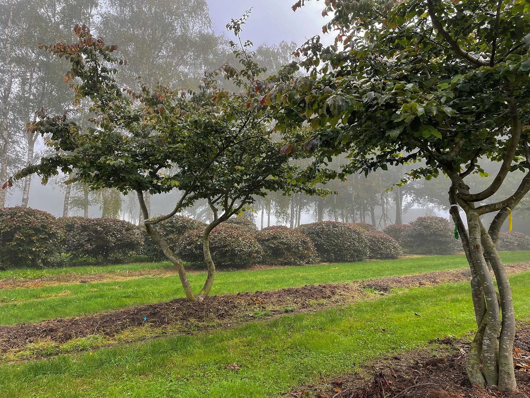 Visiting nurseries to select trees and topiary allows us to find the best specimens for your garden. Selection from across our network of suppliers enables us to deliver value for different items.
