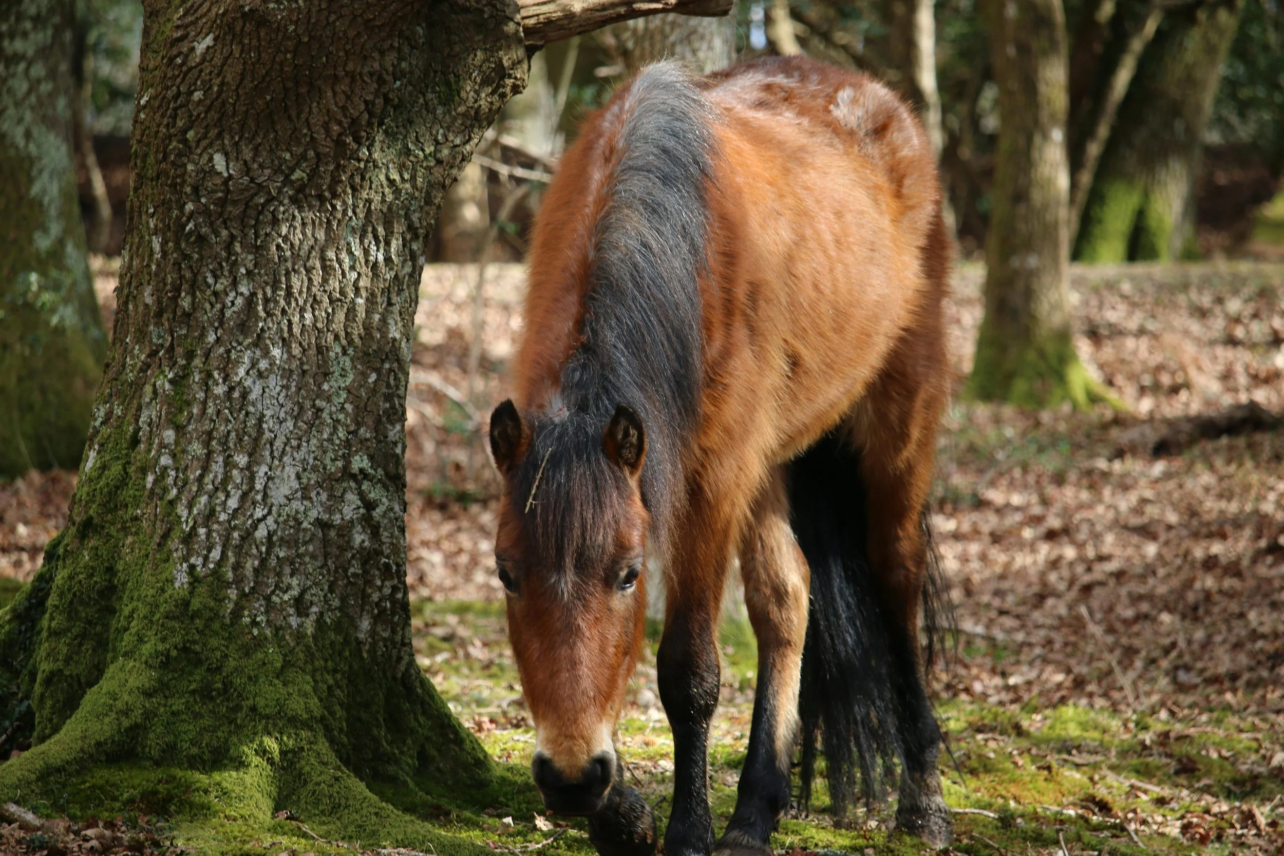 new forest pony