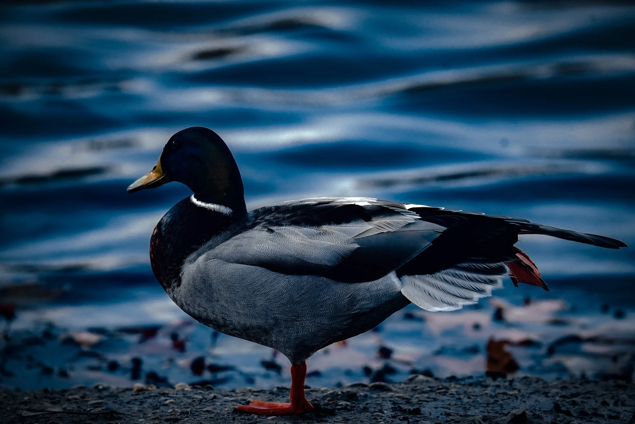 Série Le Sauvage  - " Colvert bleu" janvier 2023