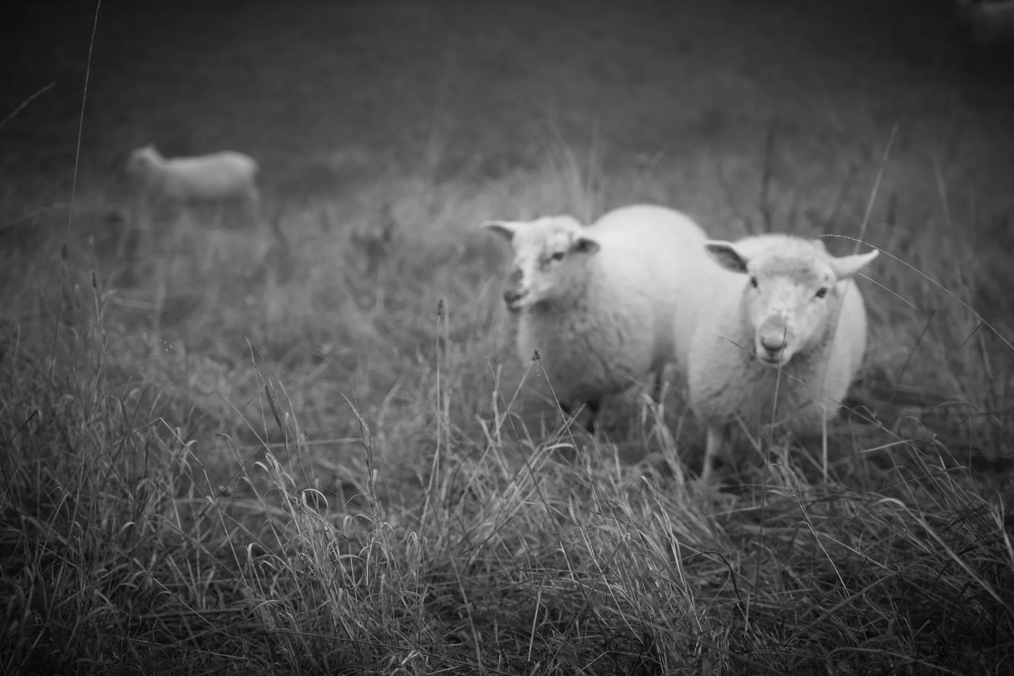 Projet d’exposition pour la commune de Combloux autour du pastoralisme en montagnes. 