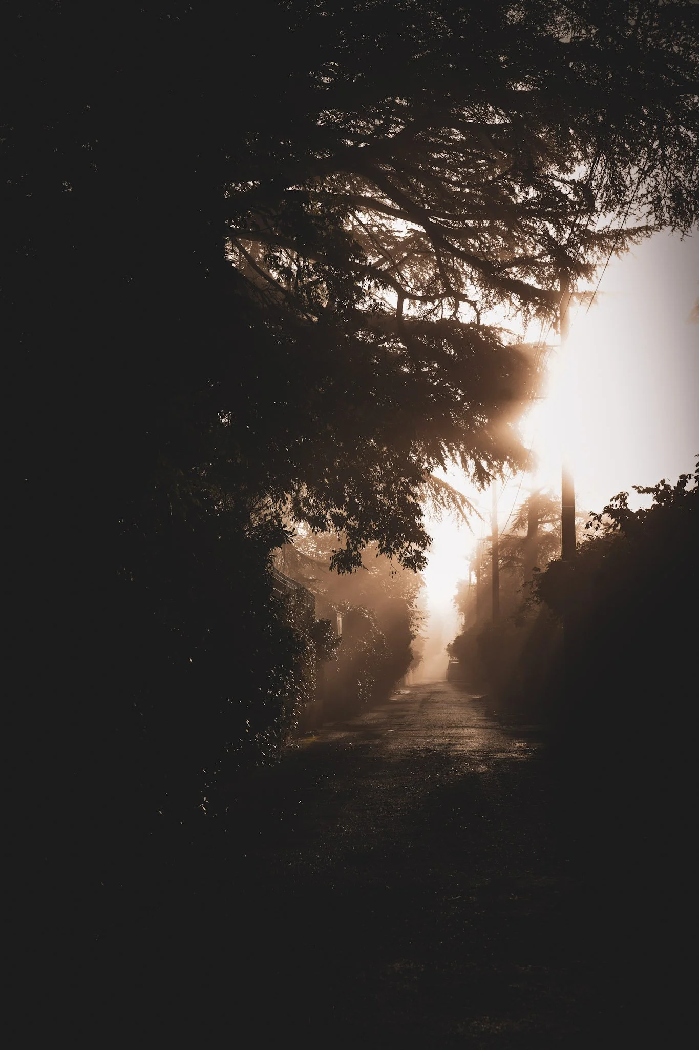Chemin bordé d'arbres avec la lumière du lever ou coucher de soleil créant une ambiance douce et brumeuse.