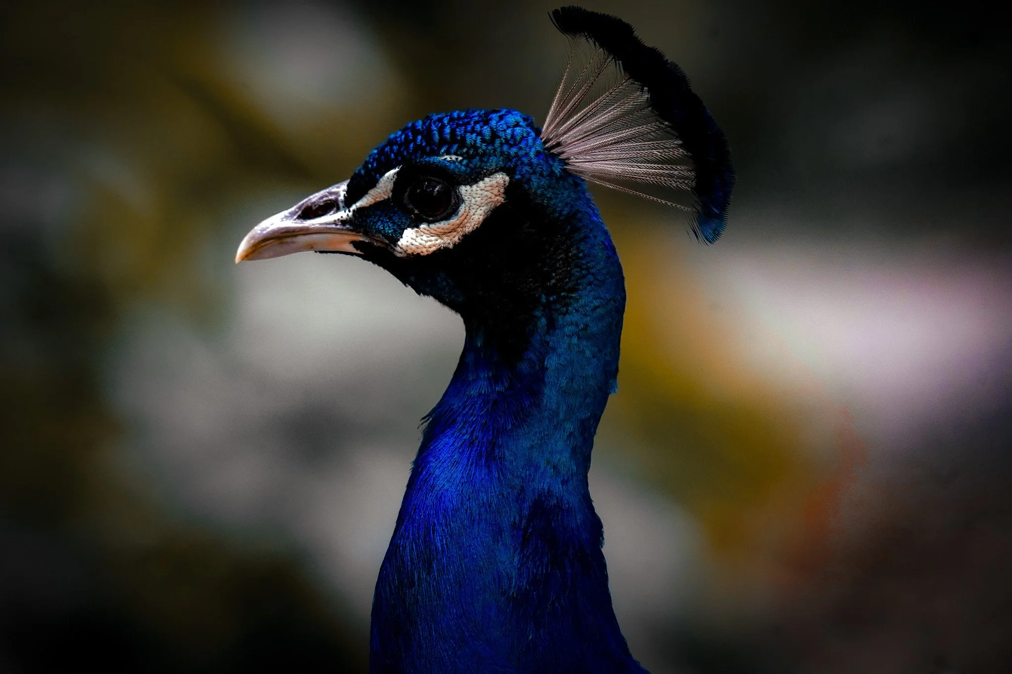 Série Le Sauvage - "Paon" mai 2024