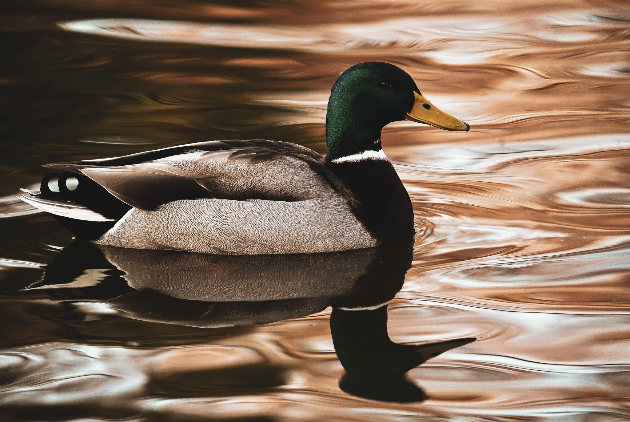 Série Le Sauvage - "Colvert" janvier 2023