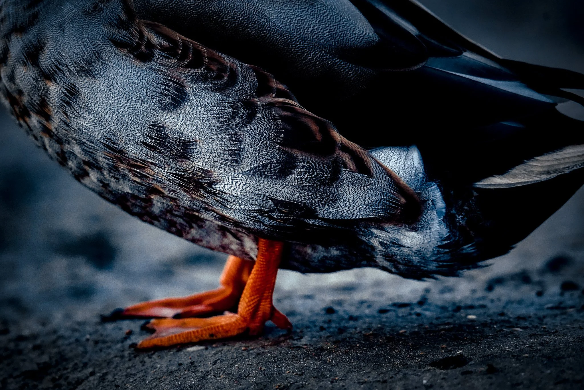 Série Le Sauvage - " Colvert au bord du lac" janvier 2023