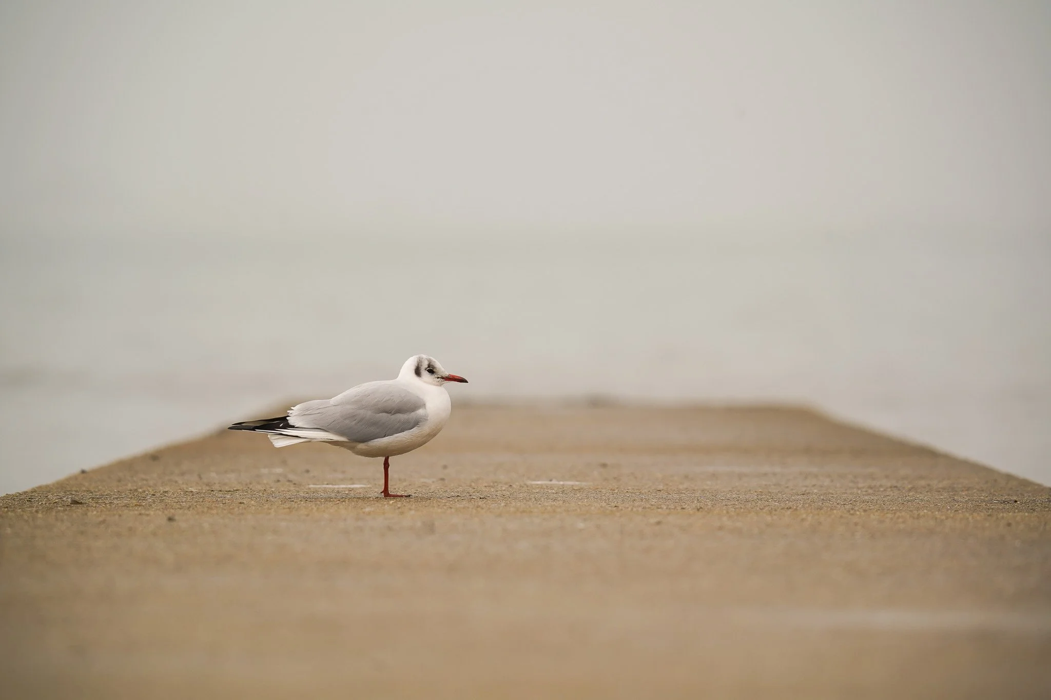 Série bretonne - " rencontre Carnacoise en plein hiver" décembre 2022