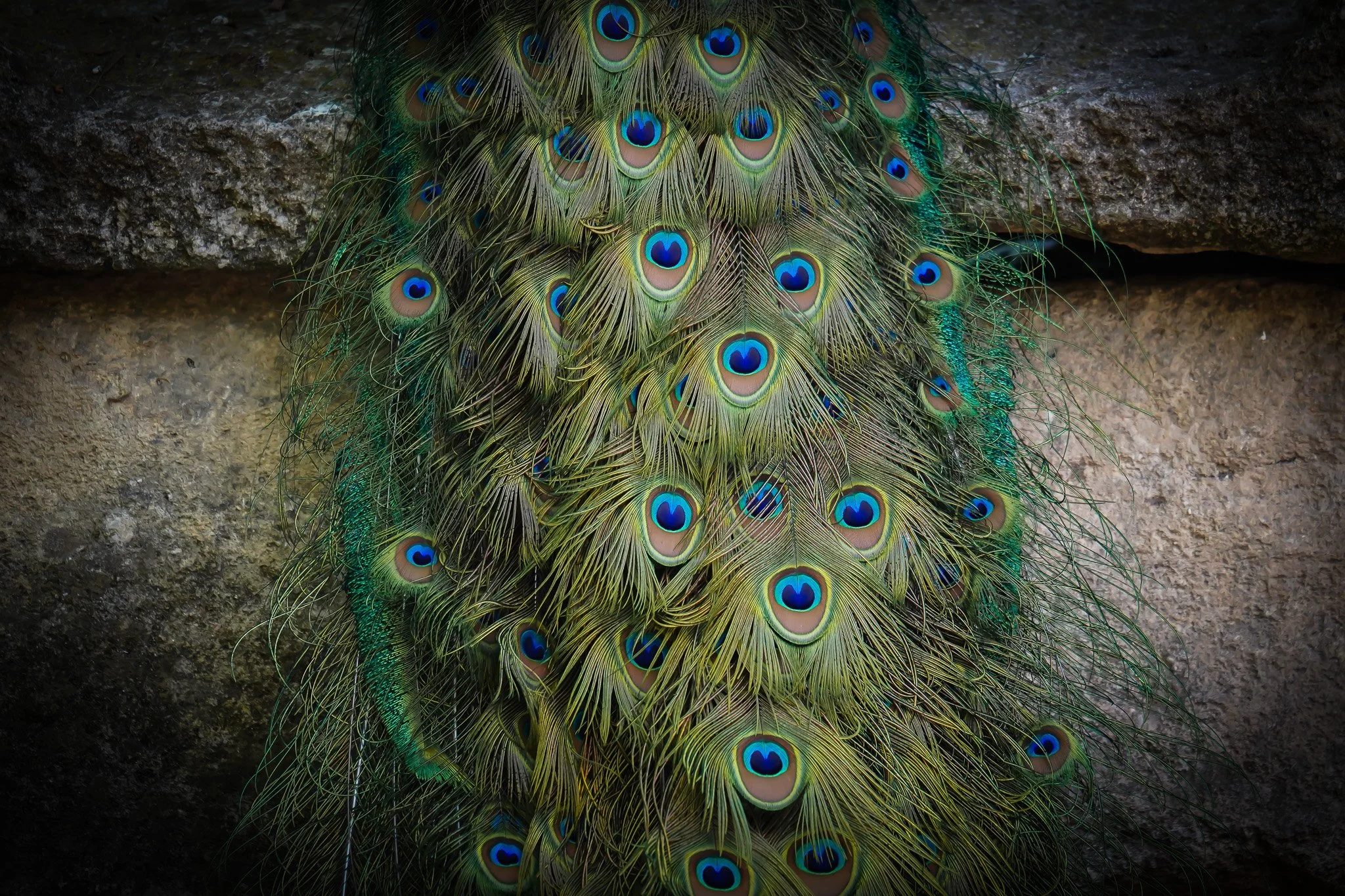 Série Le Sauvage - ' Queue de Paon" mai 2024