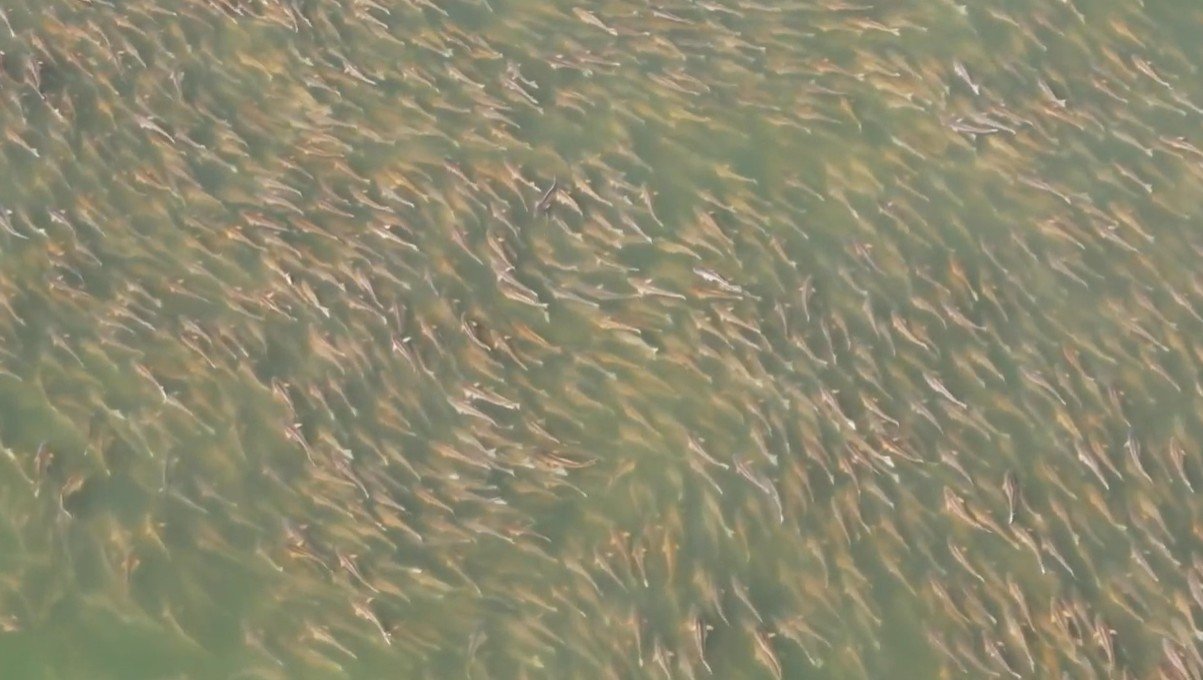 reds school drone shot still.jpg