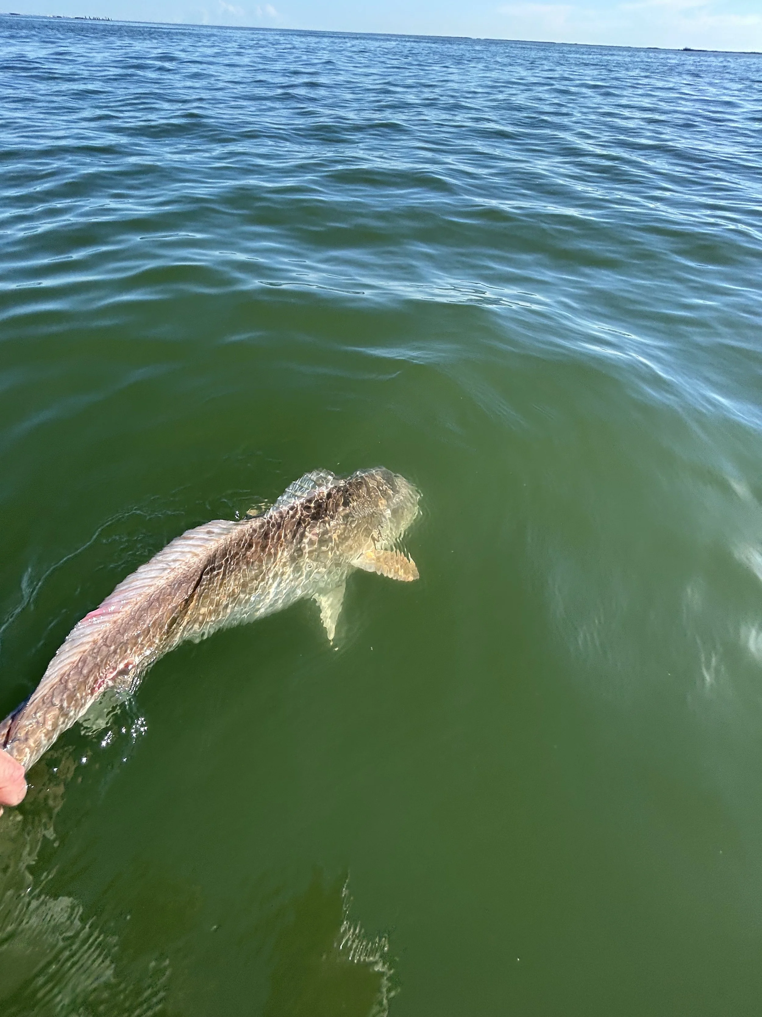 Redfish caught in the Louisiana marsh during a morning charter fishing trip