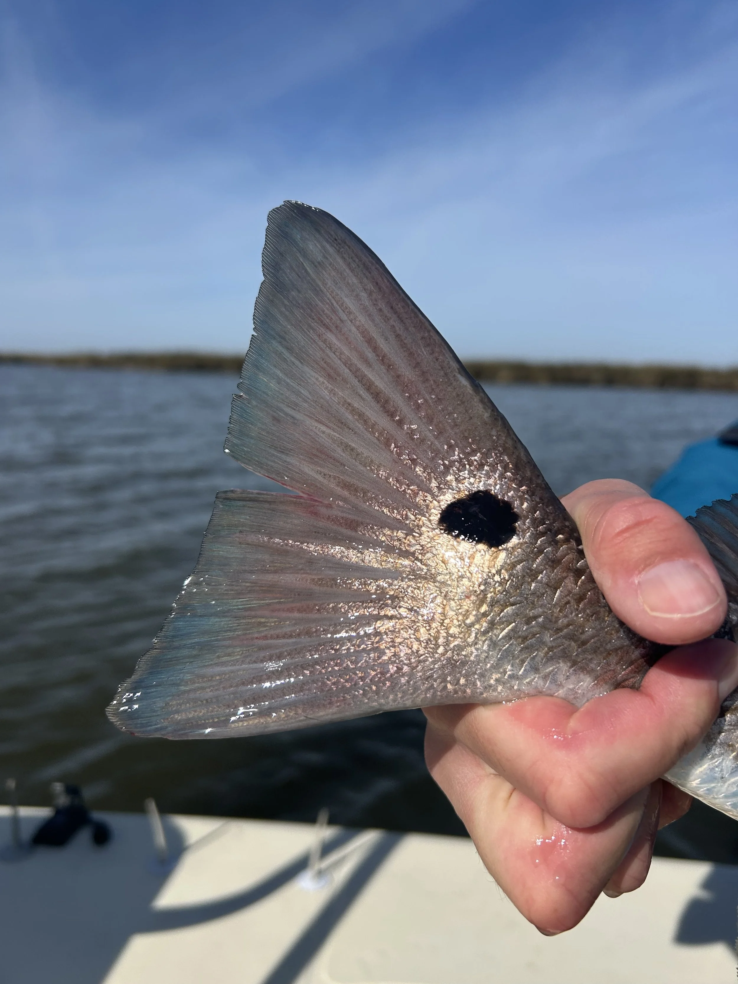 Close-up of redfish tail in shallow Louisiana marsh water