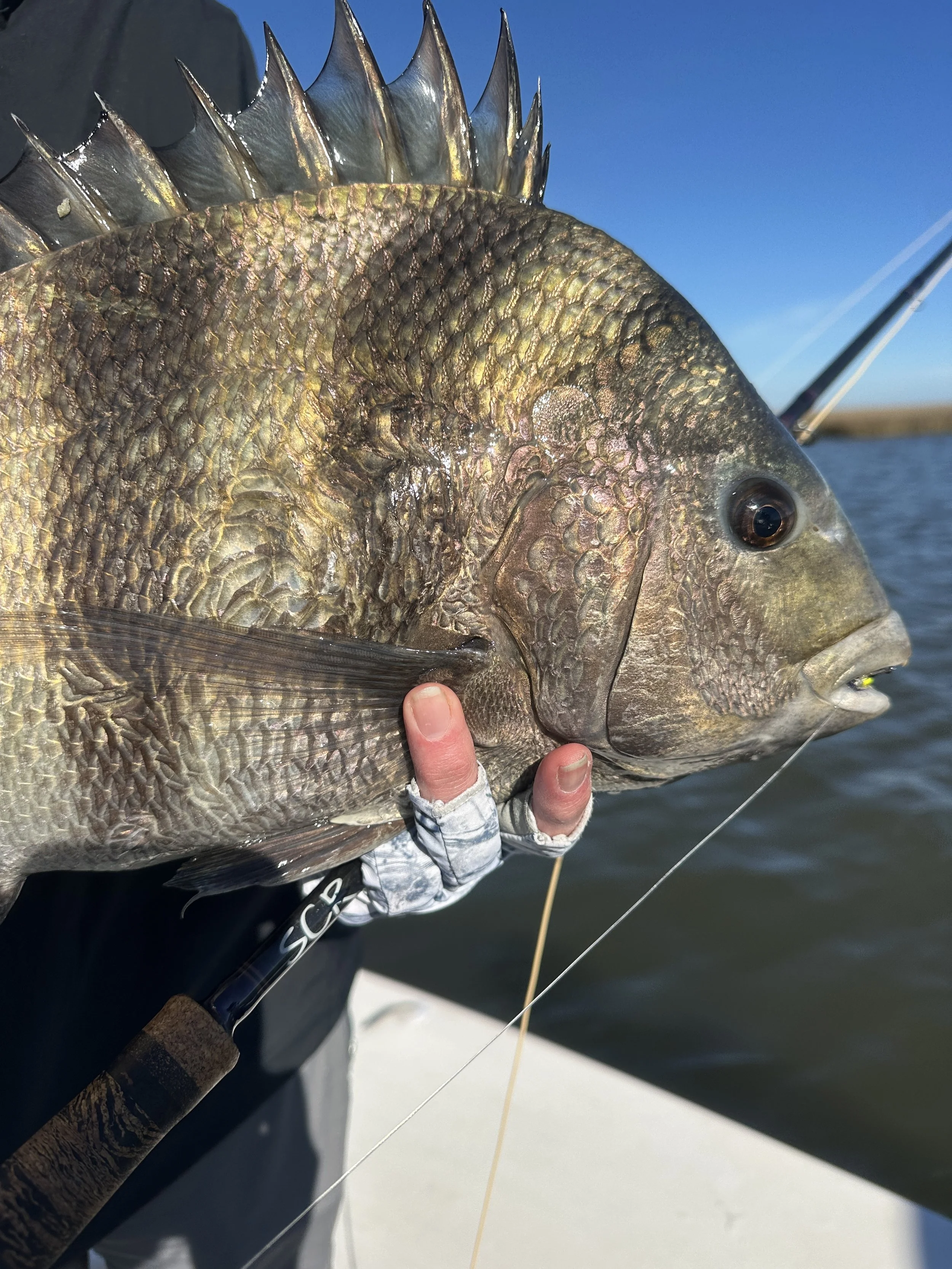 Sheepshead caught on fly in Louisiana marsh. 
