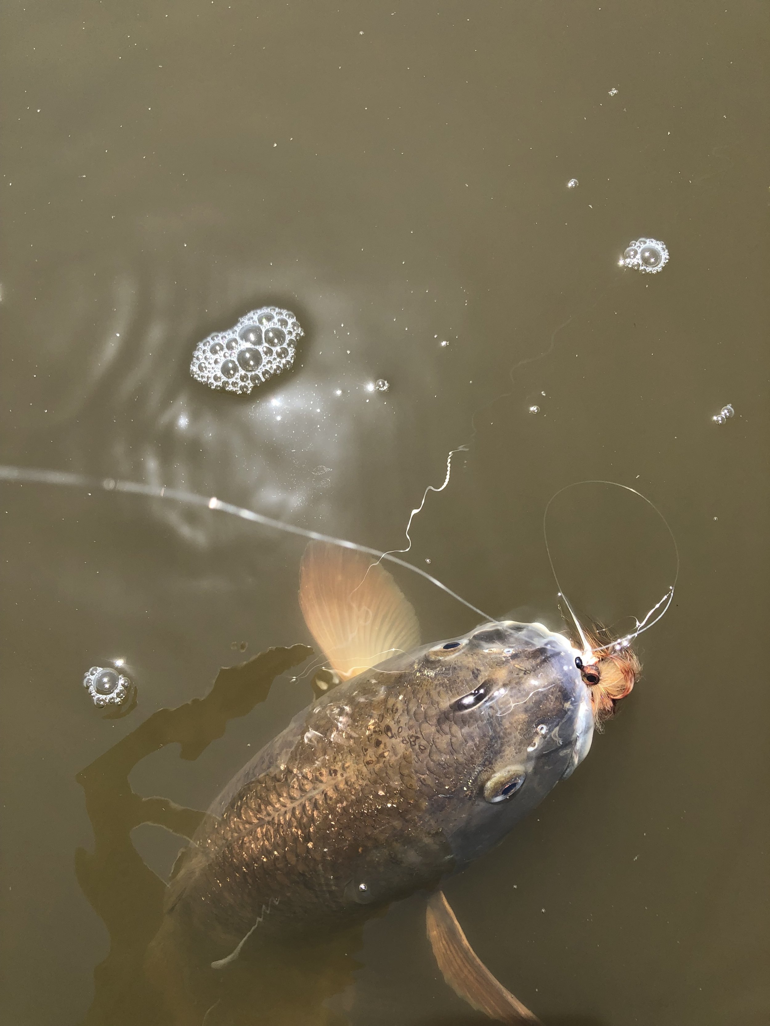 Cool shot of redfish in the water.

