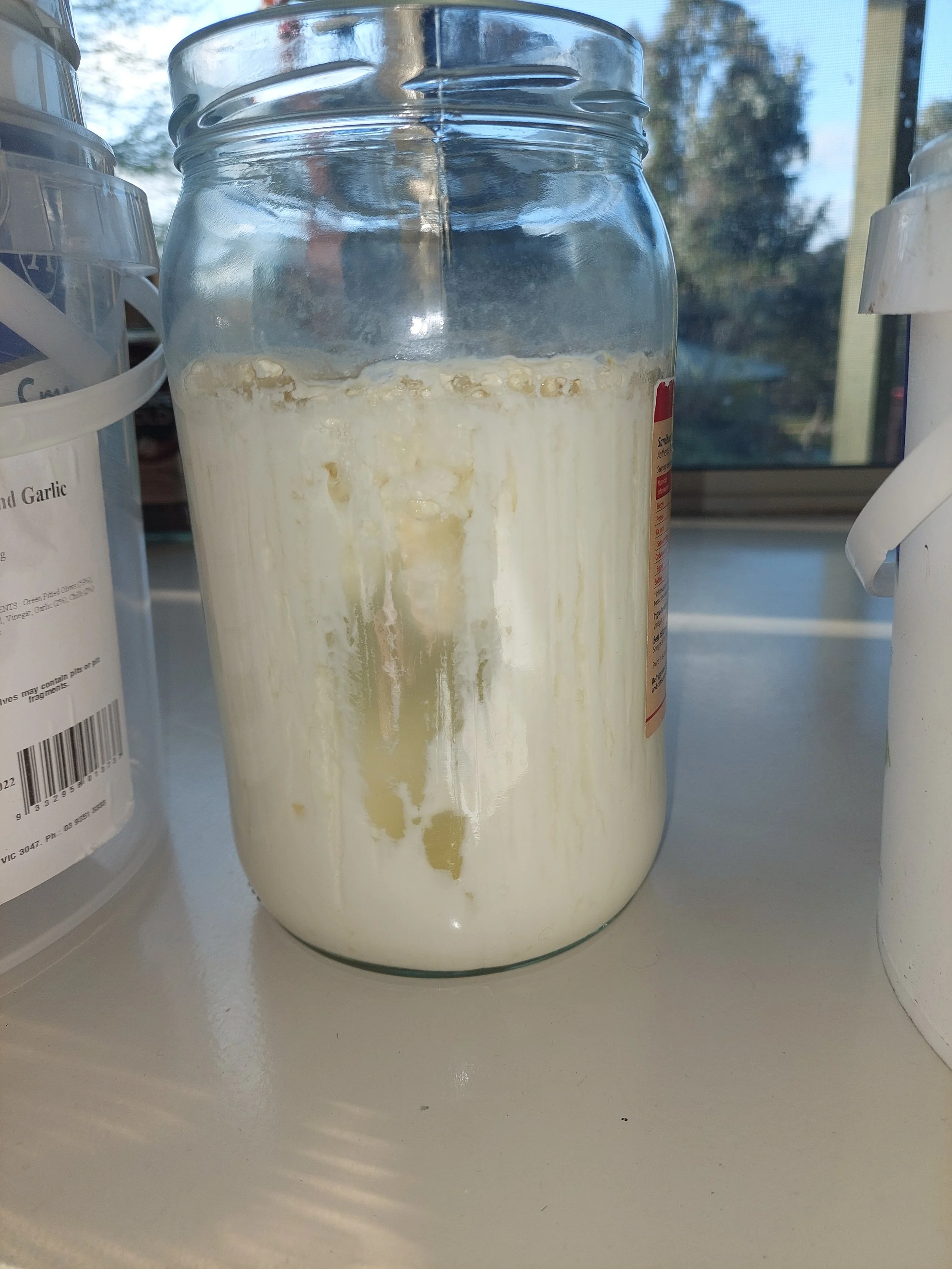 Lactic Acid Bacteria- LAB