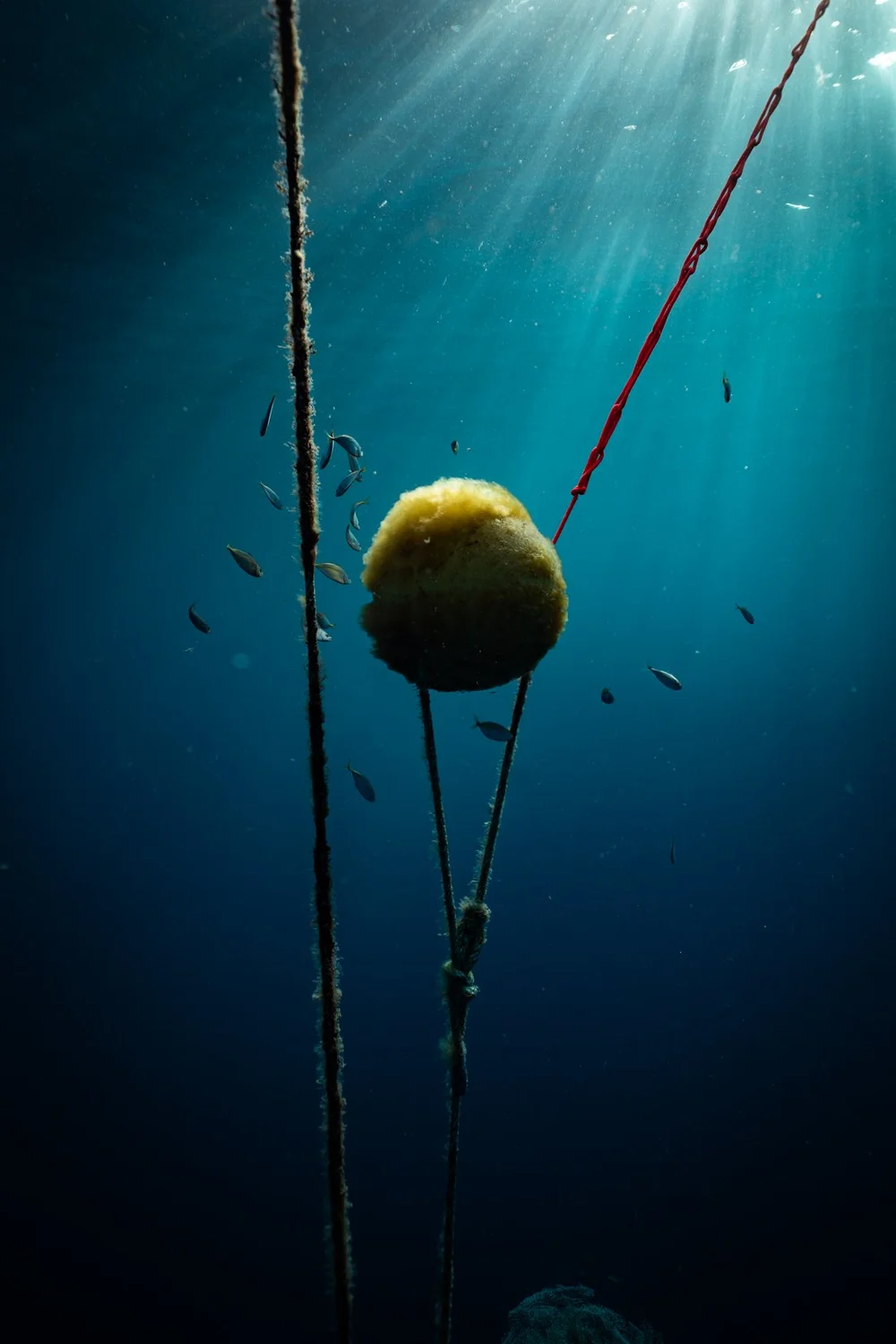 Underwater photography by Mona Lisa Fiedler — freediving portrait