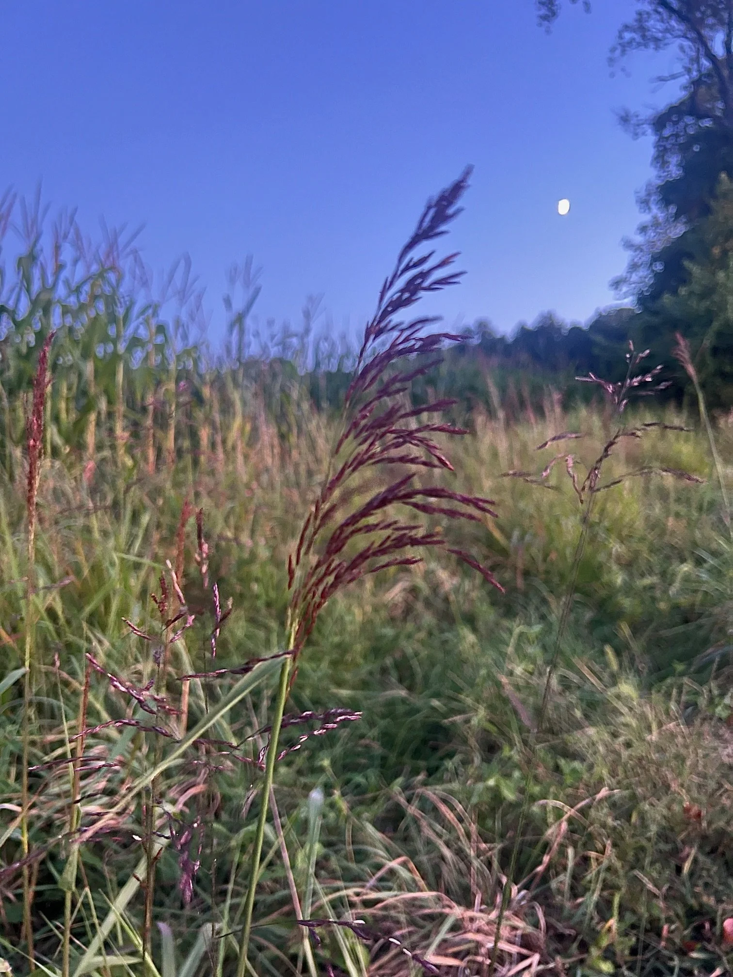 Weekly Therapy or Intensive Therapy? Listening to What Your System Needs