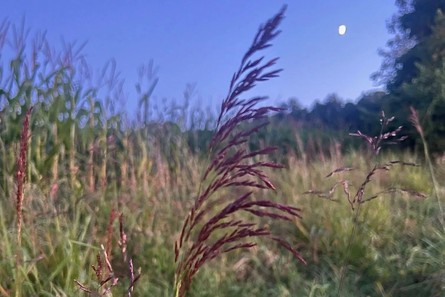 EMDR Intensive Therapy in Pennsylvania. In-Network. VCAP