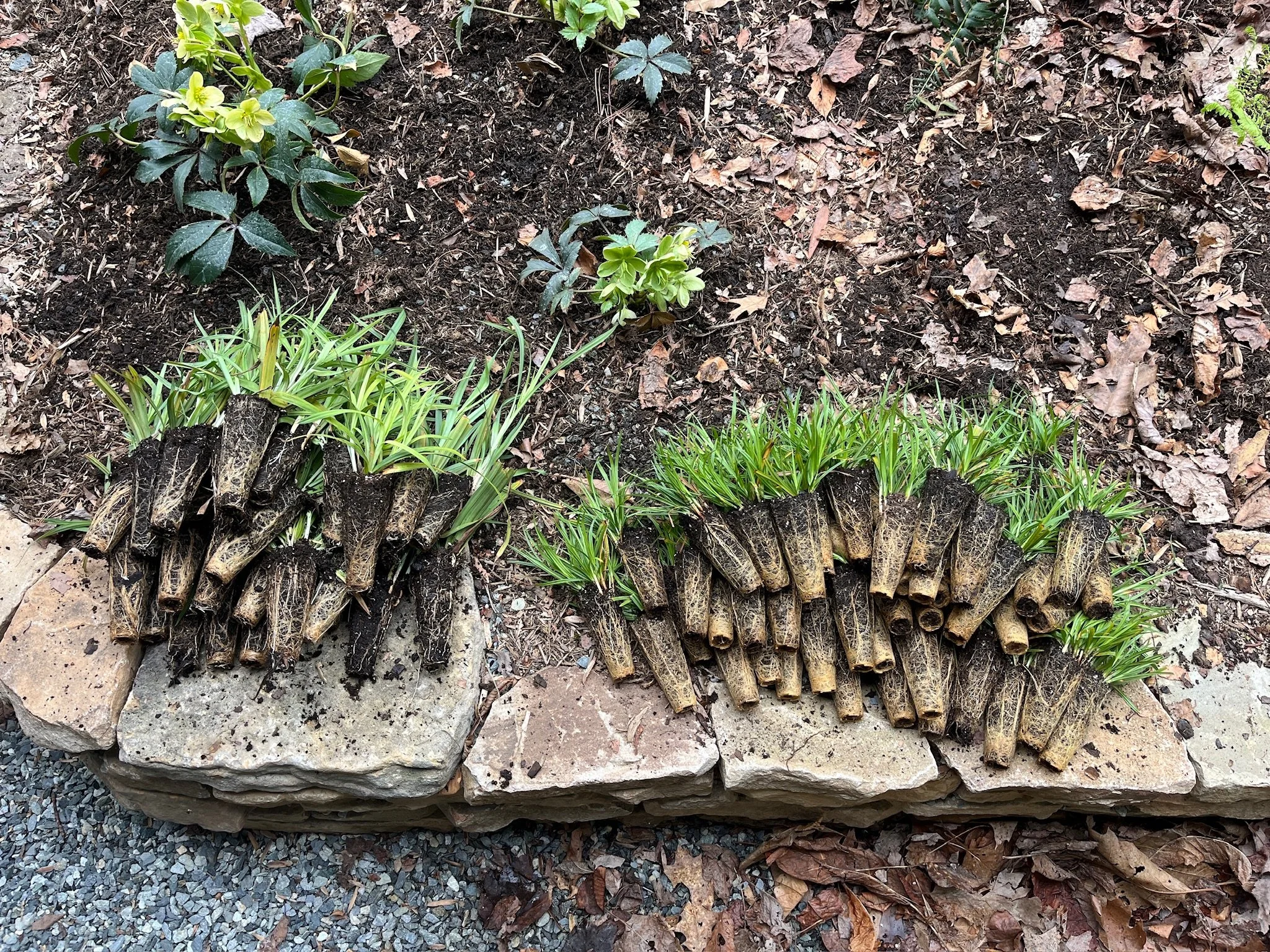 Textured Woodland Garden