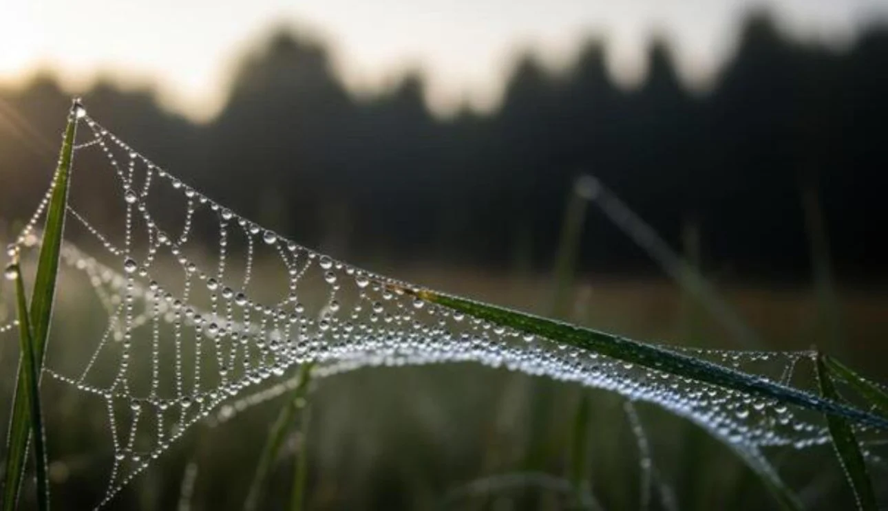 A Spider’s Thread