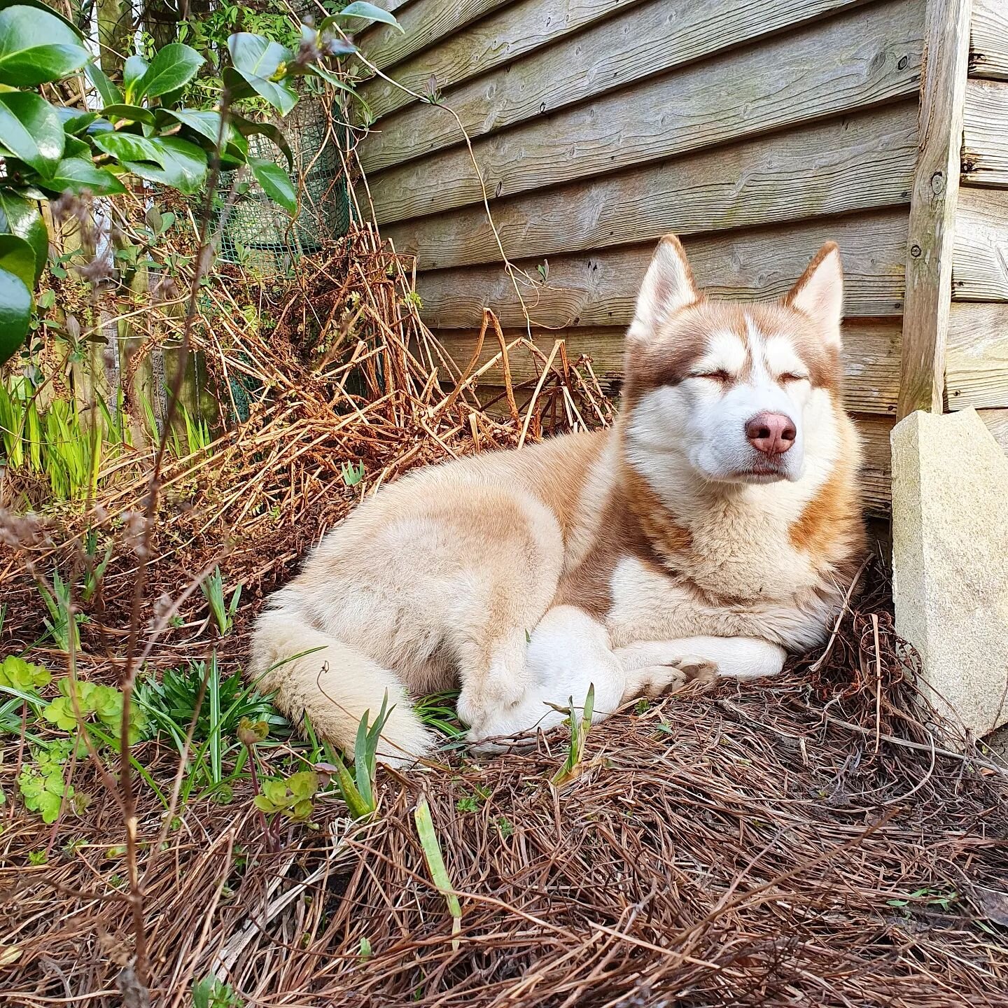 Perfect morning for a nap in the garden 😴 

#redhead #outsidedog #siberianhusky #springmornings #siberiansunbathing #springiscoming #sunnyscotland #husky #huskiesofscotland #huskiesofinstagram #woof #redhusky #siberianhuskyscotland #naptime #content