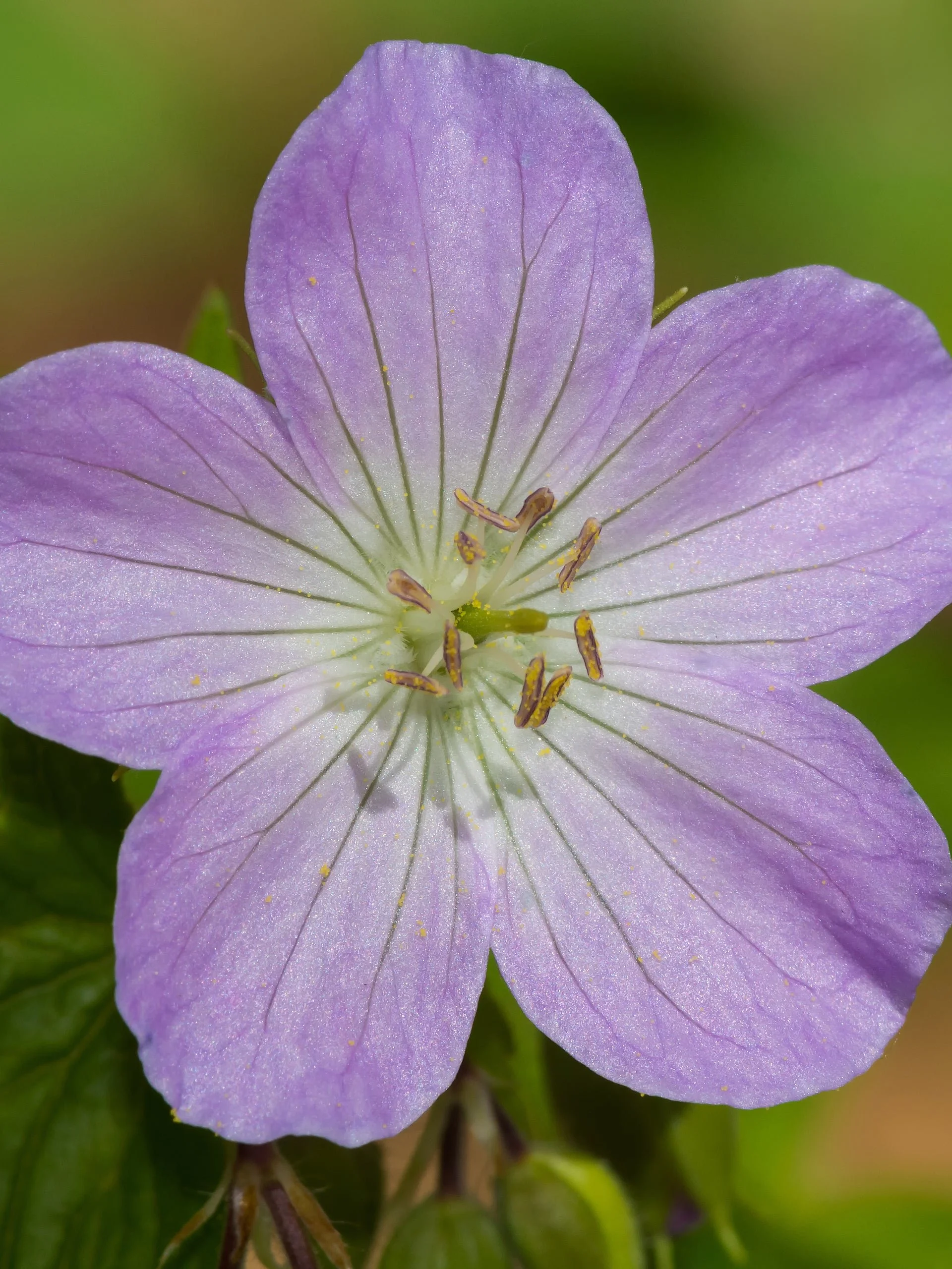 Wild Geranium Flower Essence - For Hope, Motivation, Reconnection to the Self & Joy