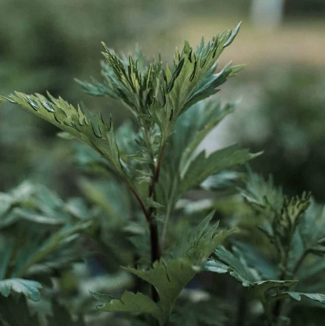 PLANTS-Mugwort-Artemisia-vulgaris-Leaf-Square-1-scaled-1-2151019582.jpg