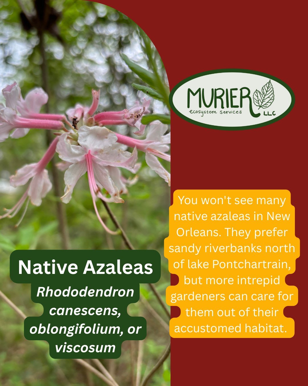 This one is directed at the folks who only have azaleas for landscaping.

Y'all good, what's going on? They look good for like a week and then nothing for a whole year. They don't even look that good in New Orleans, wrong soil PH. Hope y'all figure i