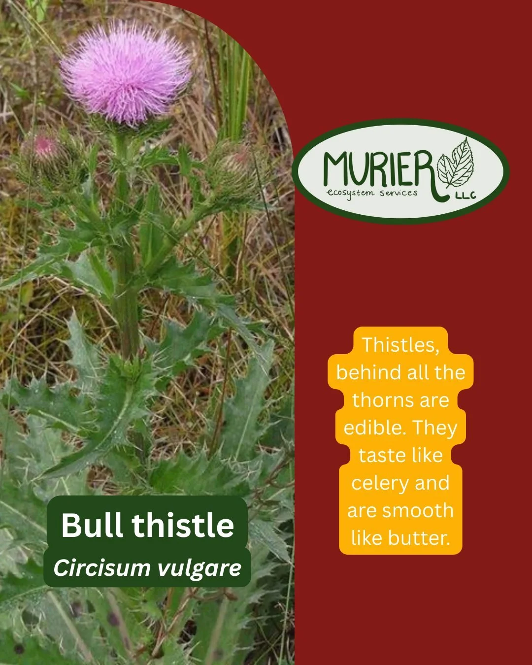 Another fun fact from the rogue's gallery of everyone's least favorite plants, Thistles. Turns out, they're delicious; and if you eat them, they stop making more thistles. So quit whining about all the weeds and start foraging!

#gardening #nativepla