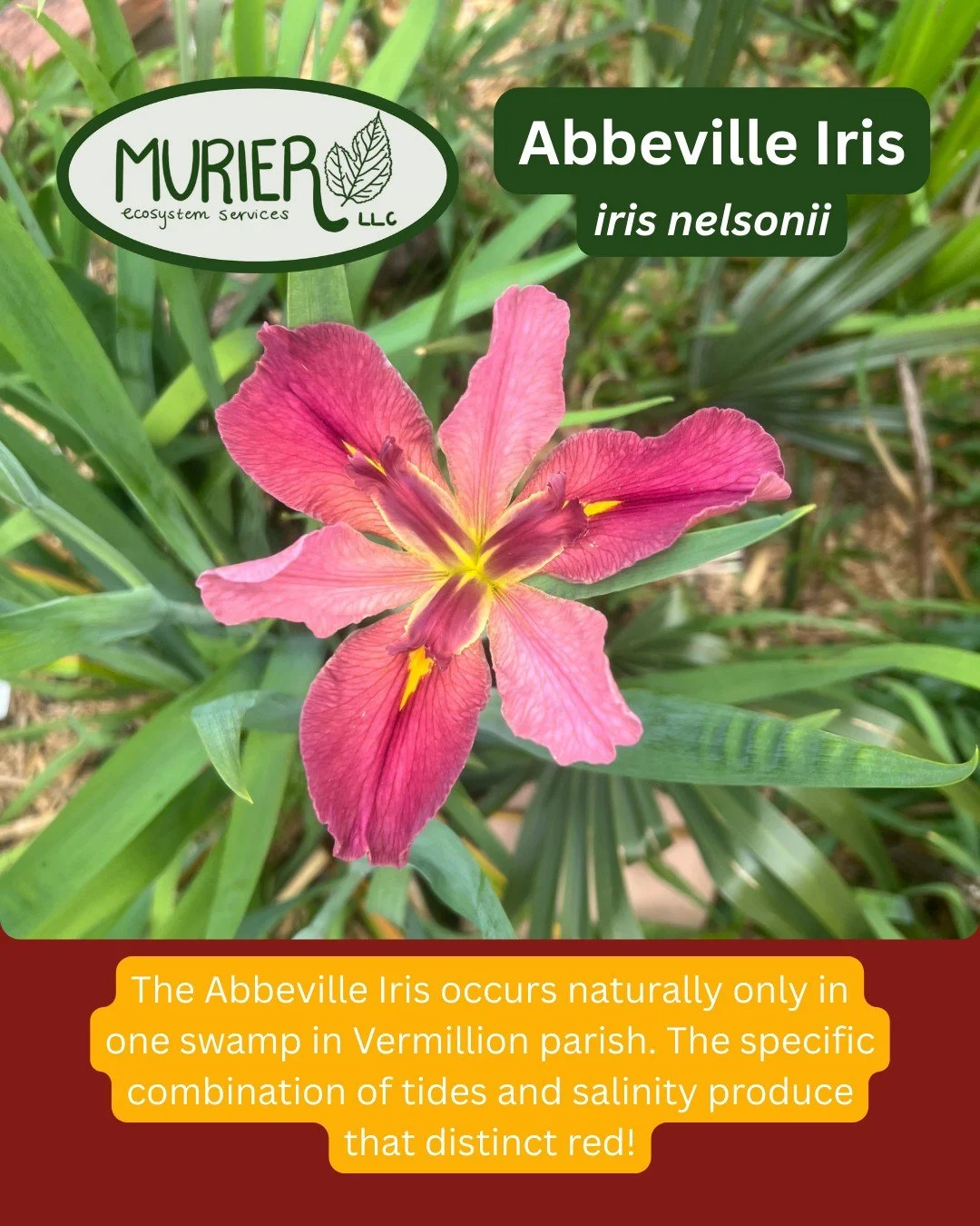 Like any good recipe from Louisiana, it's all about how you season it. And the way this Iris gets seasoned only occurs in one swamp in Vermillion parish, and nowhere else. If you take an Abbeville iris and cross-breed it with another iris, you'll get