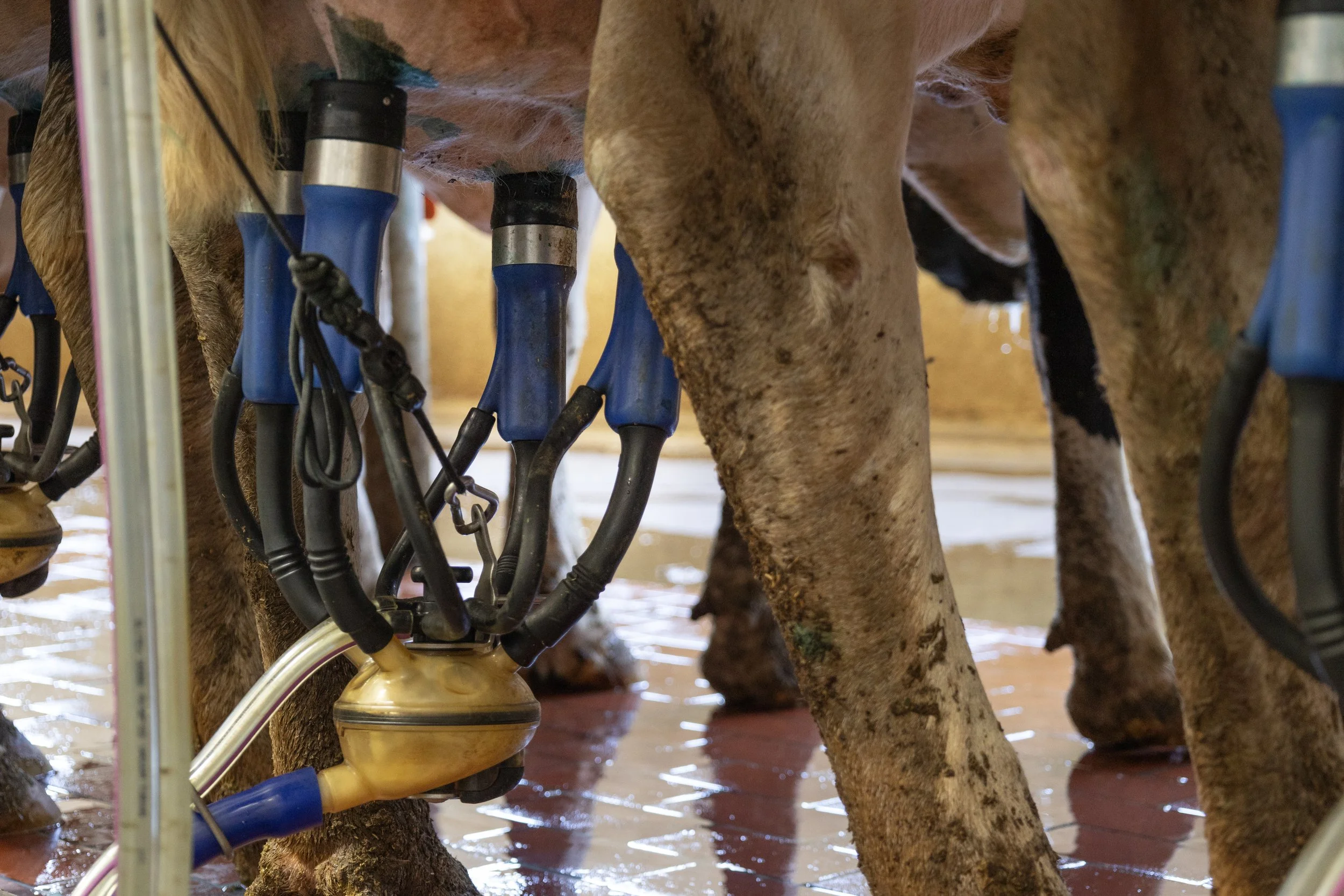 2H9A6478 - US_River Valley Farm - Focus Cluster2.jpg