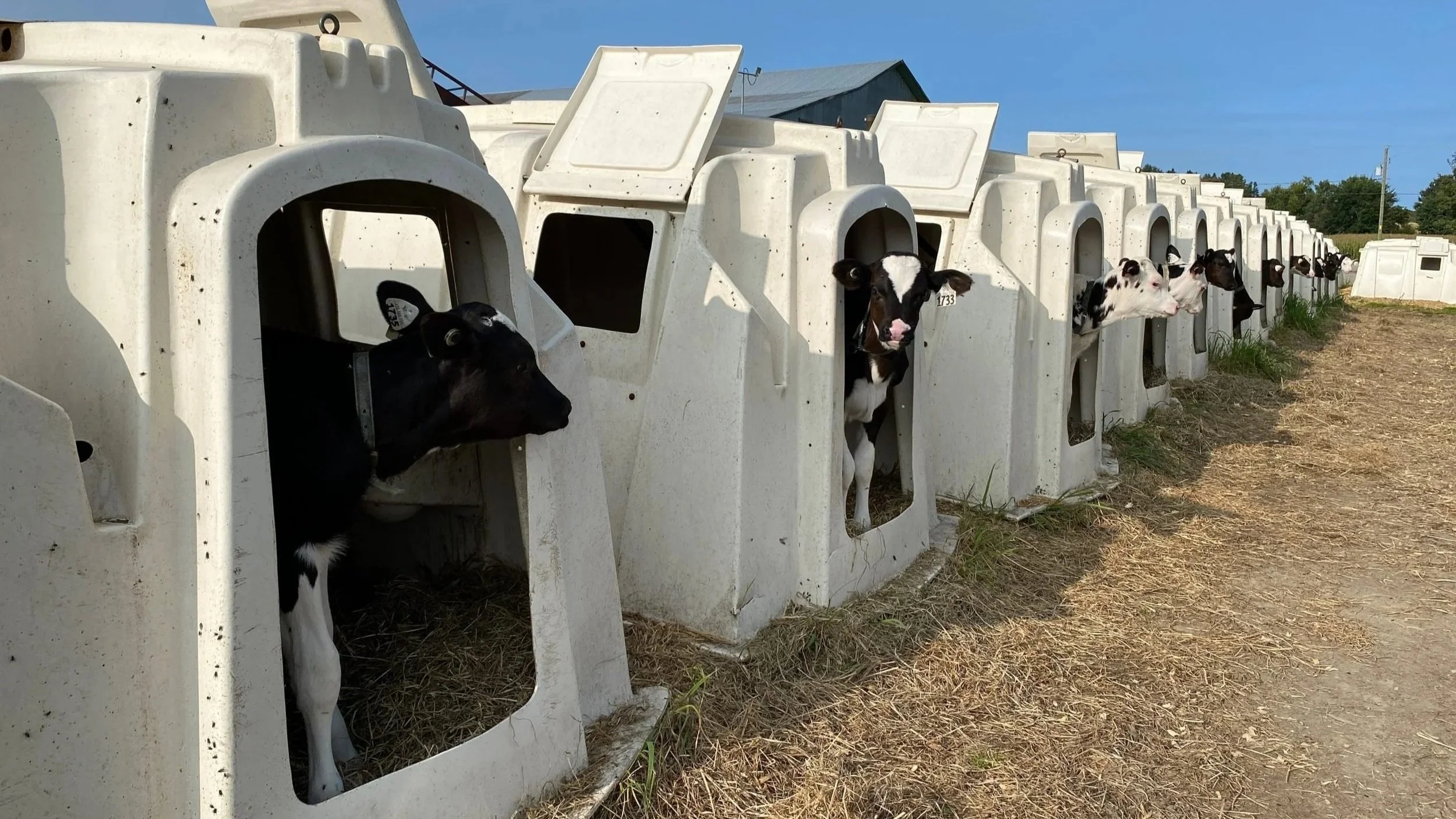 calf-hutches_mjp-scaled-1.jpg