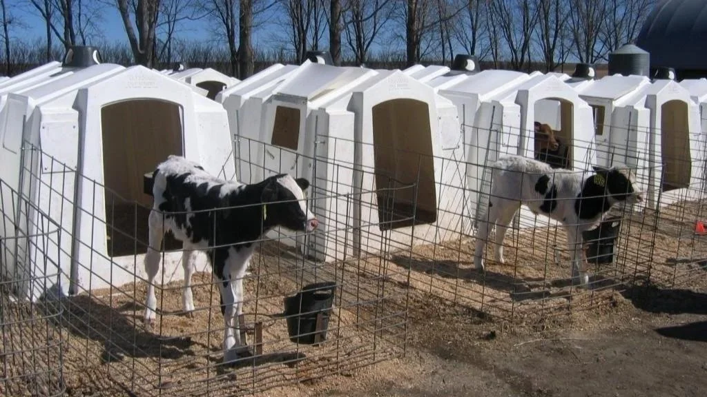 Dairy-Calves-Hutches.jpg