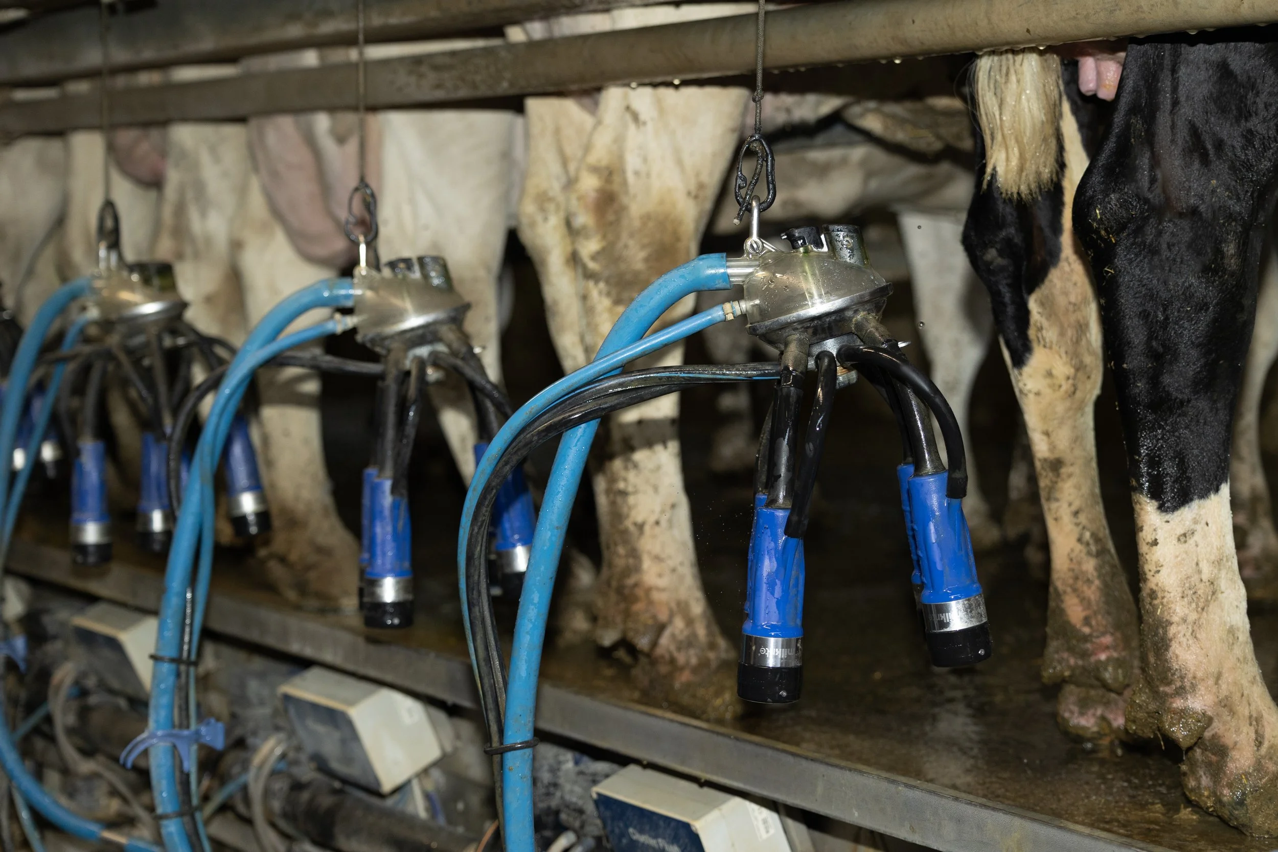 XT Liners Parma - Cluster6.jpg