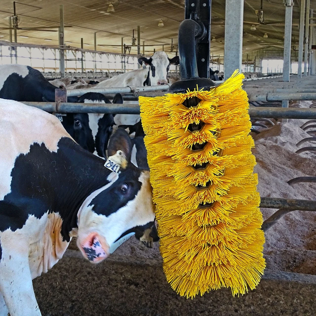 easyswing-cow-brush-in-use.jpg