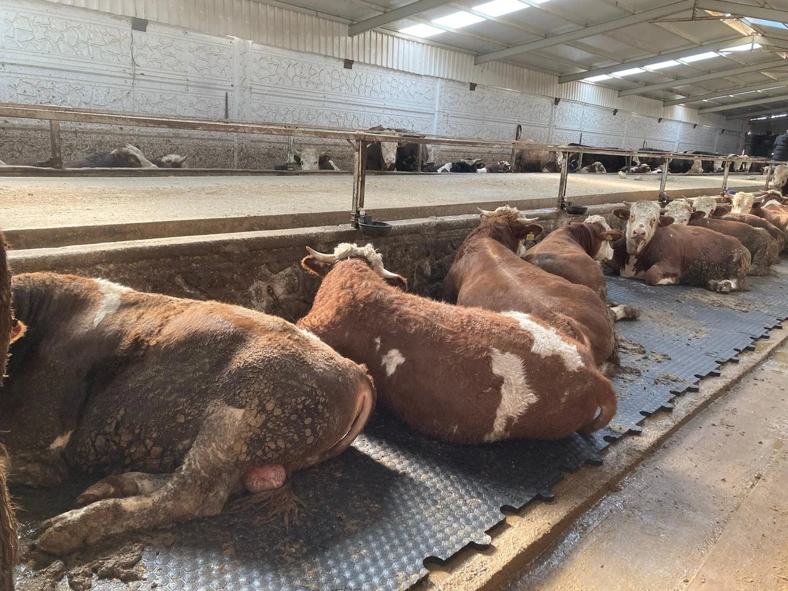 covoras de dormit pentru vaci poza