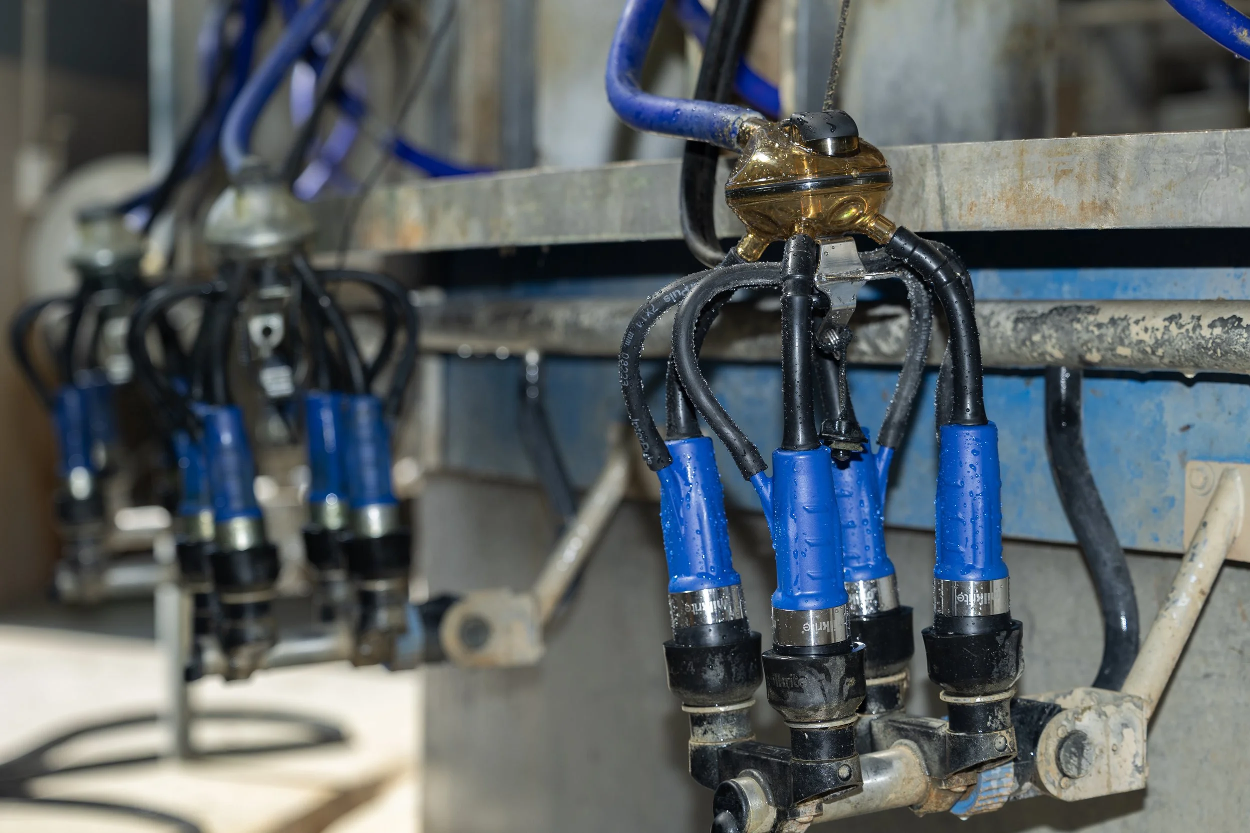 XT Liners Parma - Cluster.jpg