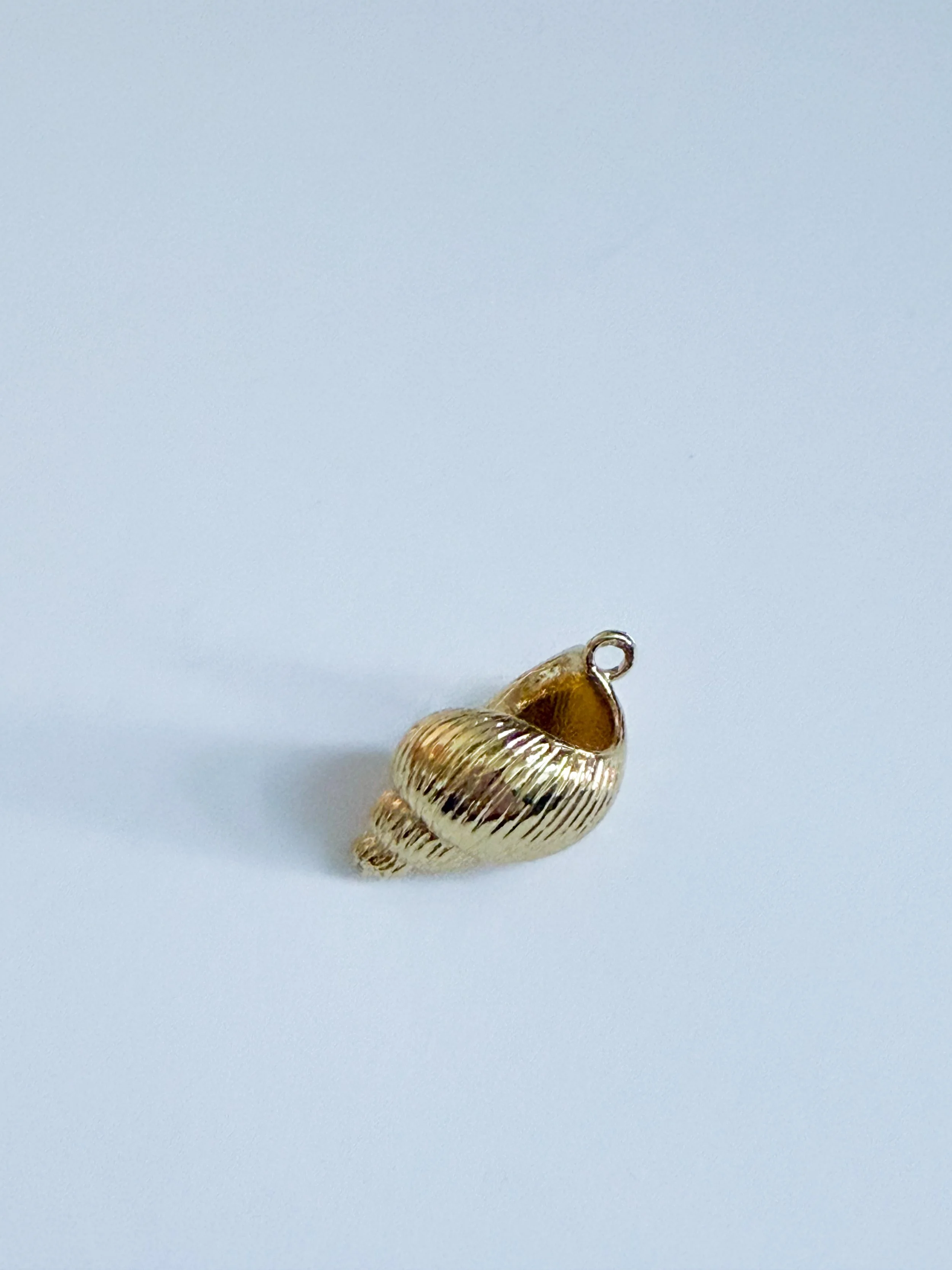 LARGE CONCH SHELL 2.JPG